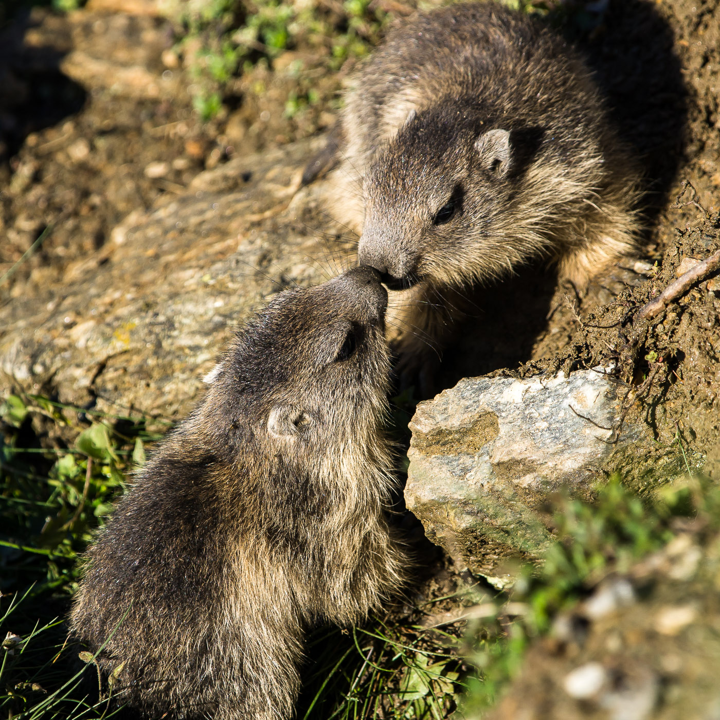 Small marmots