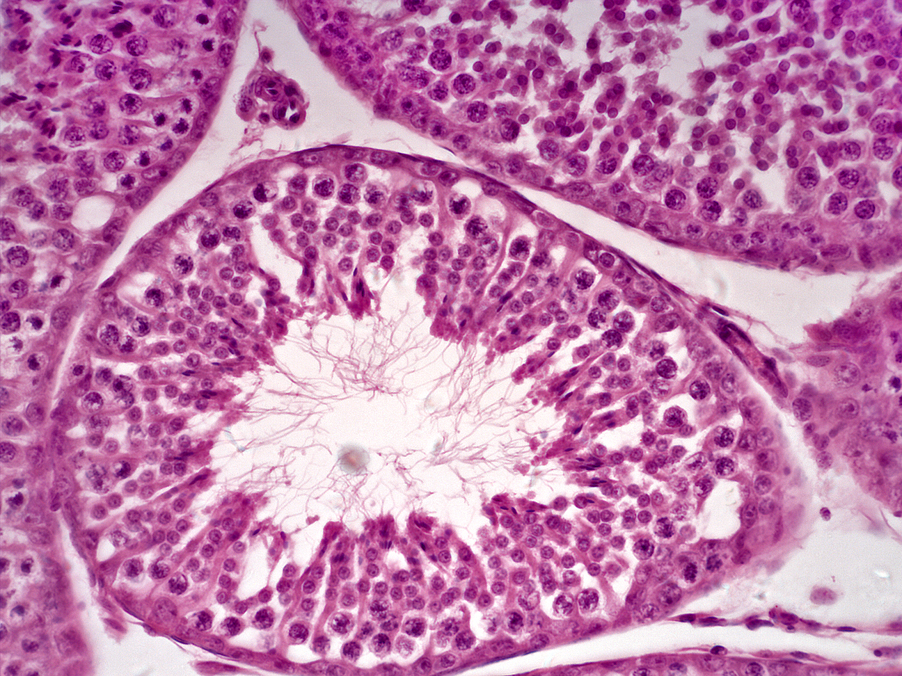 Cross section mouse testis