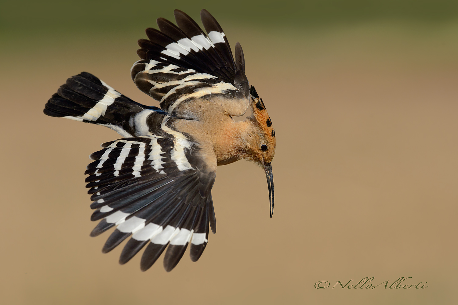 Upupa in volo a pieno formato