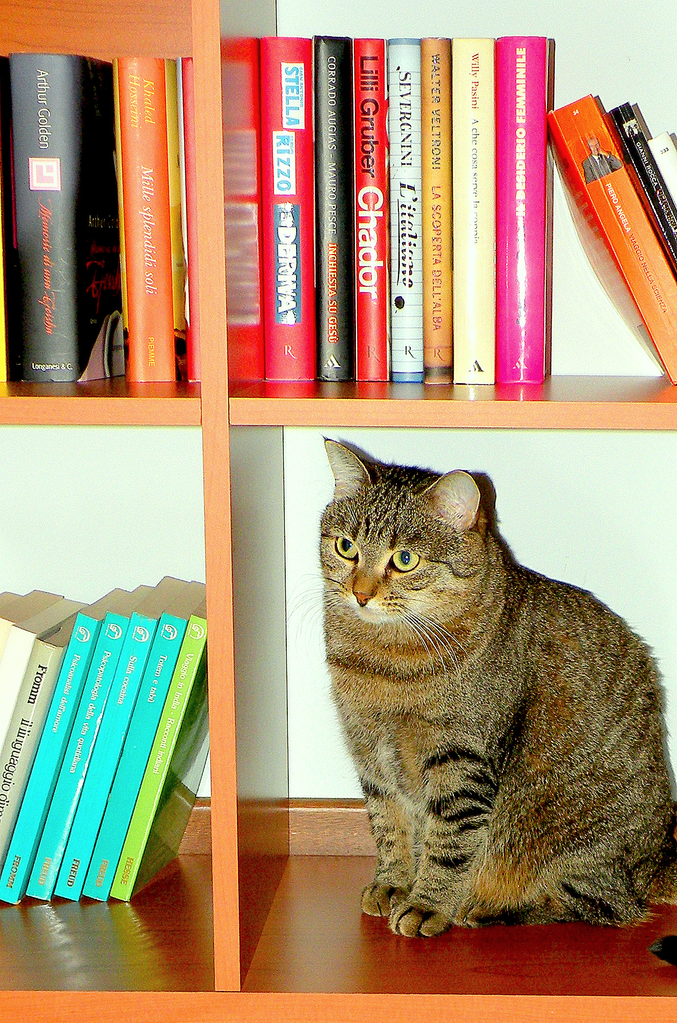 ... library cat