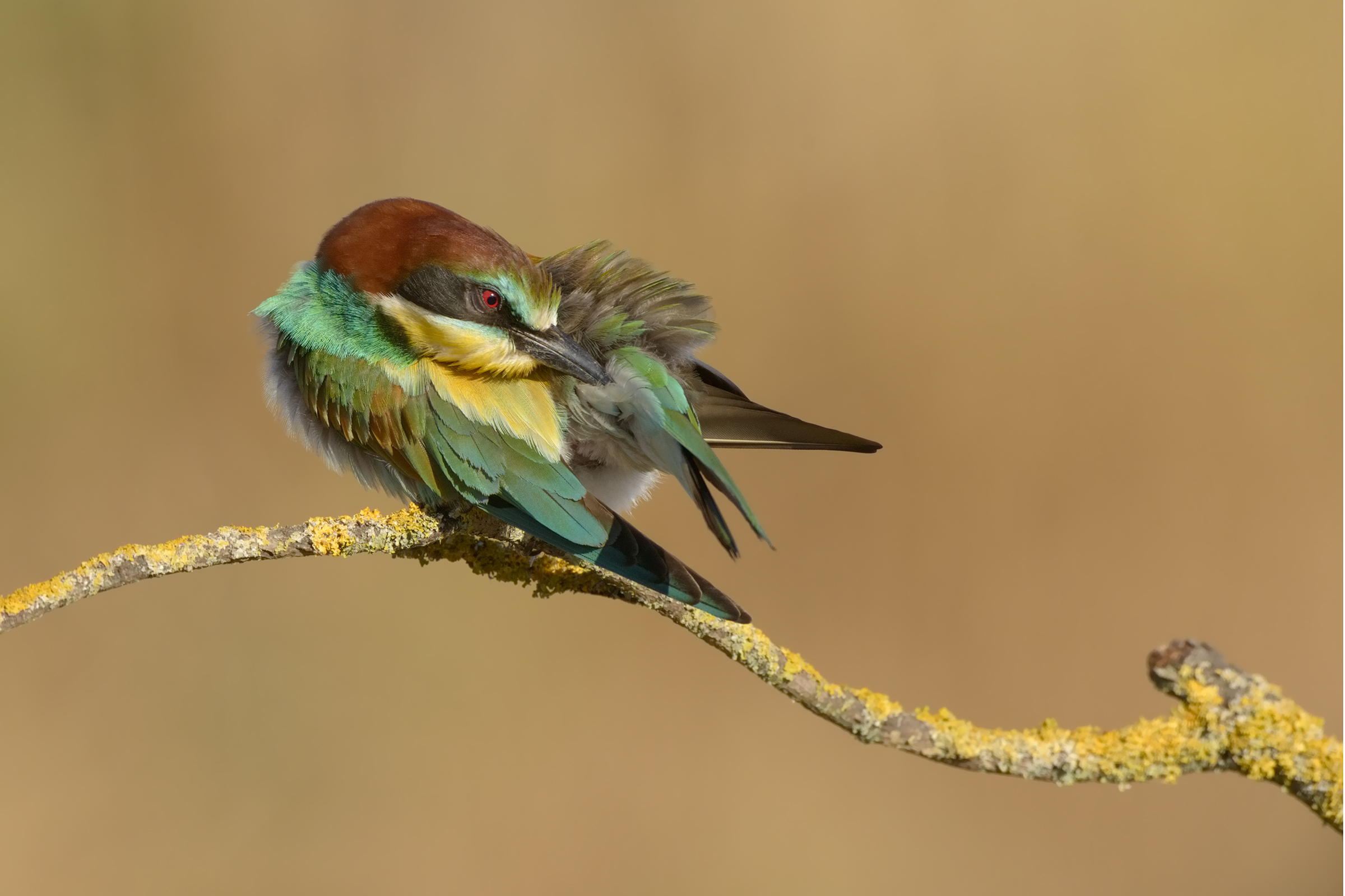 gruccione in pulizia
