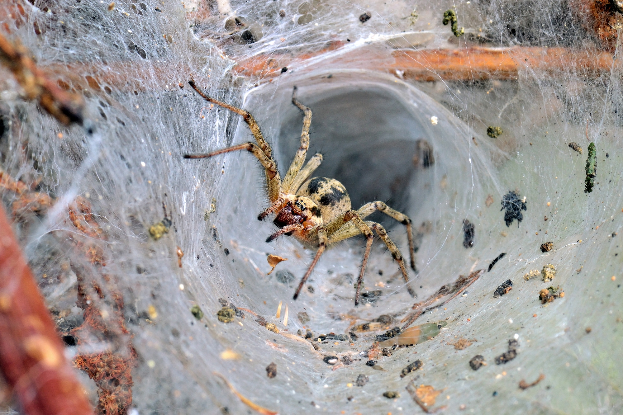 "In the Spider's Tuna"