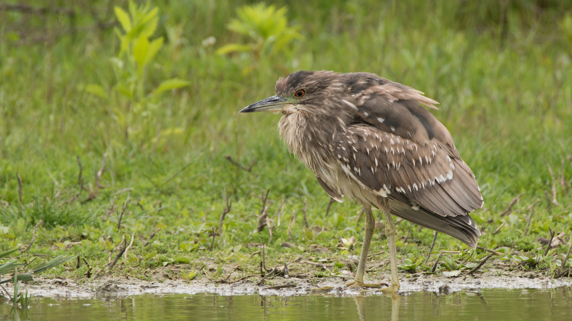 Night Heron