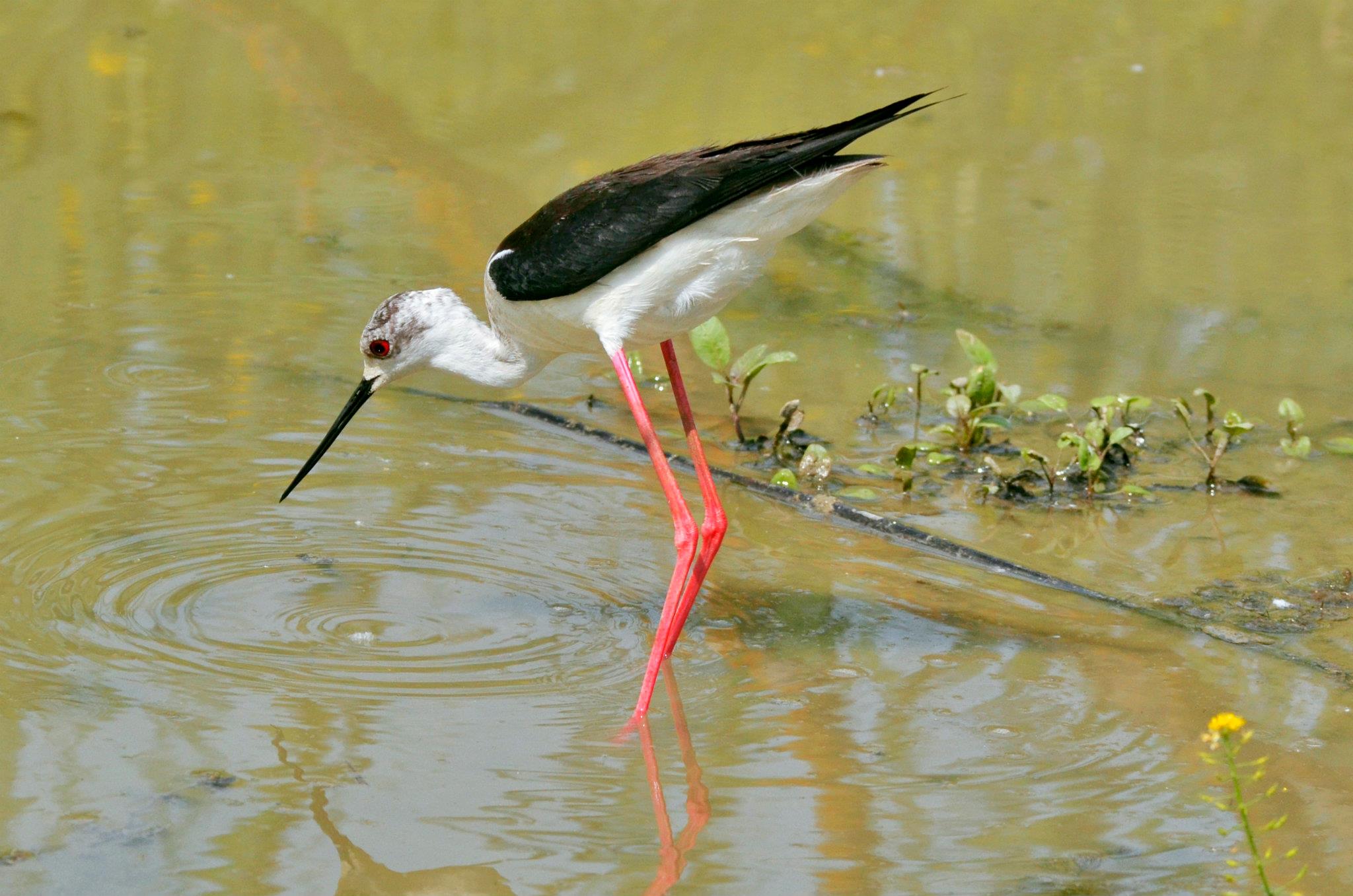 Cavaliere d'italia!!