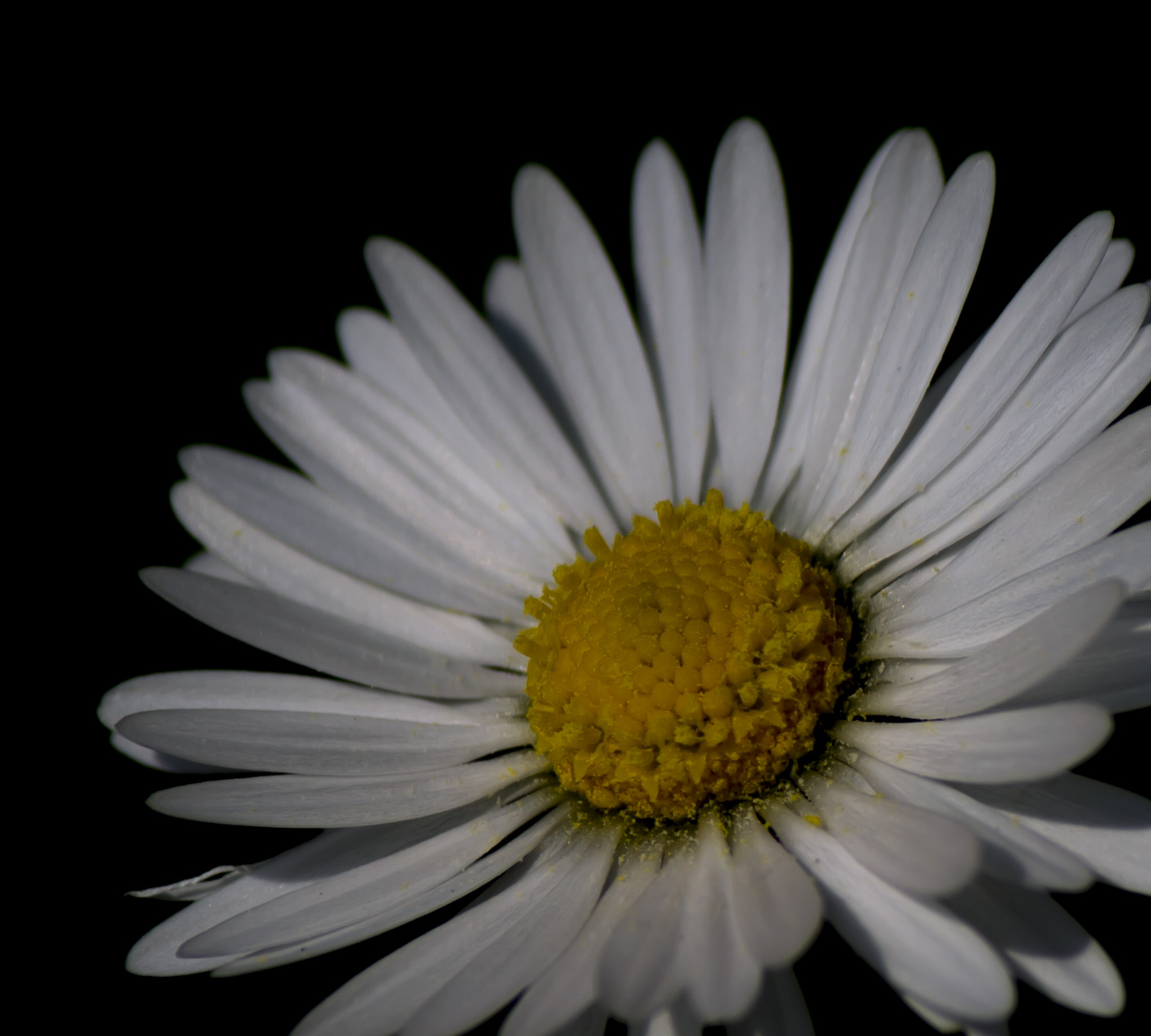 Daisy