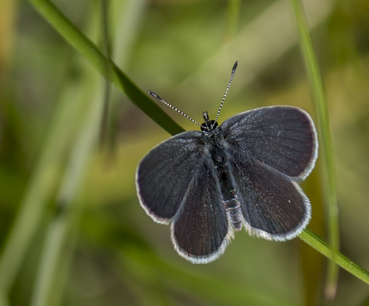 O che bel castello marcondirondirodello...