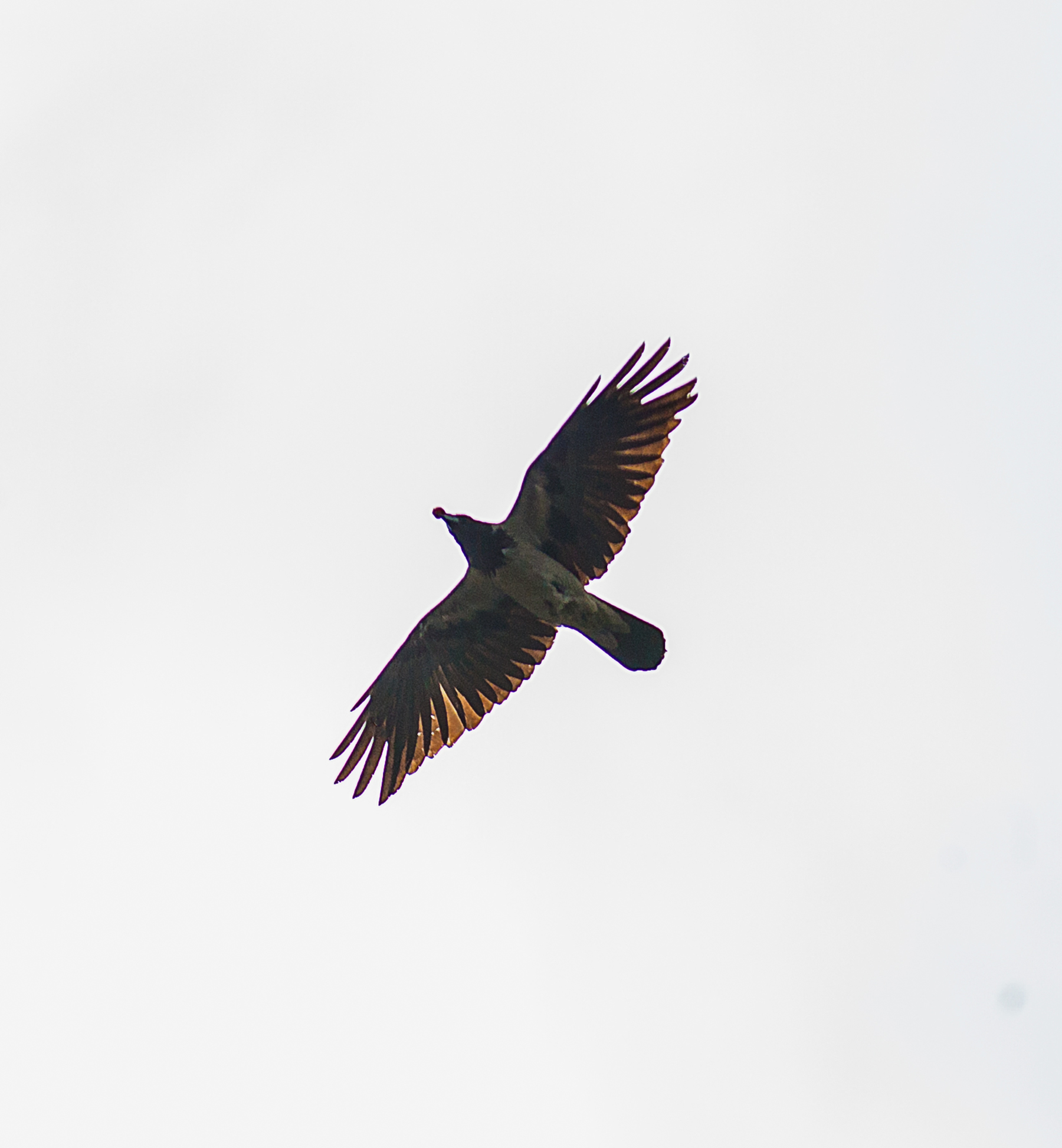 Passaggio in controluce