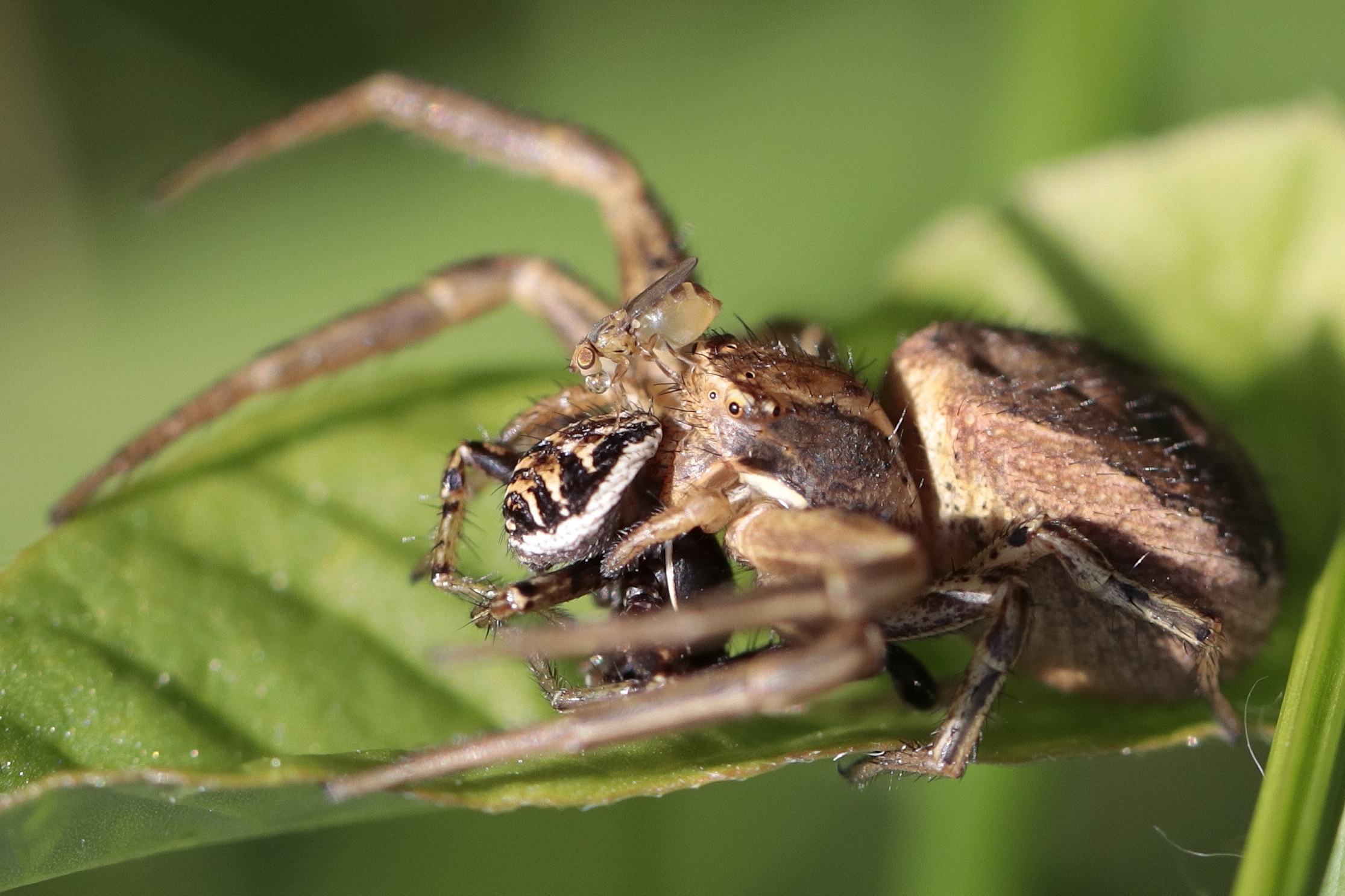Spider eats spider ... with spectator