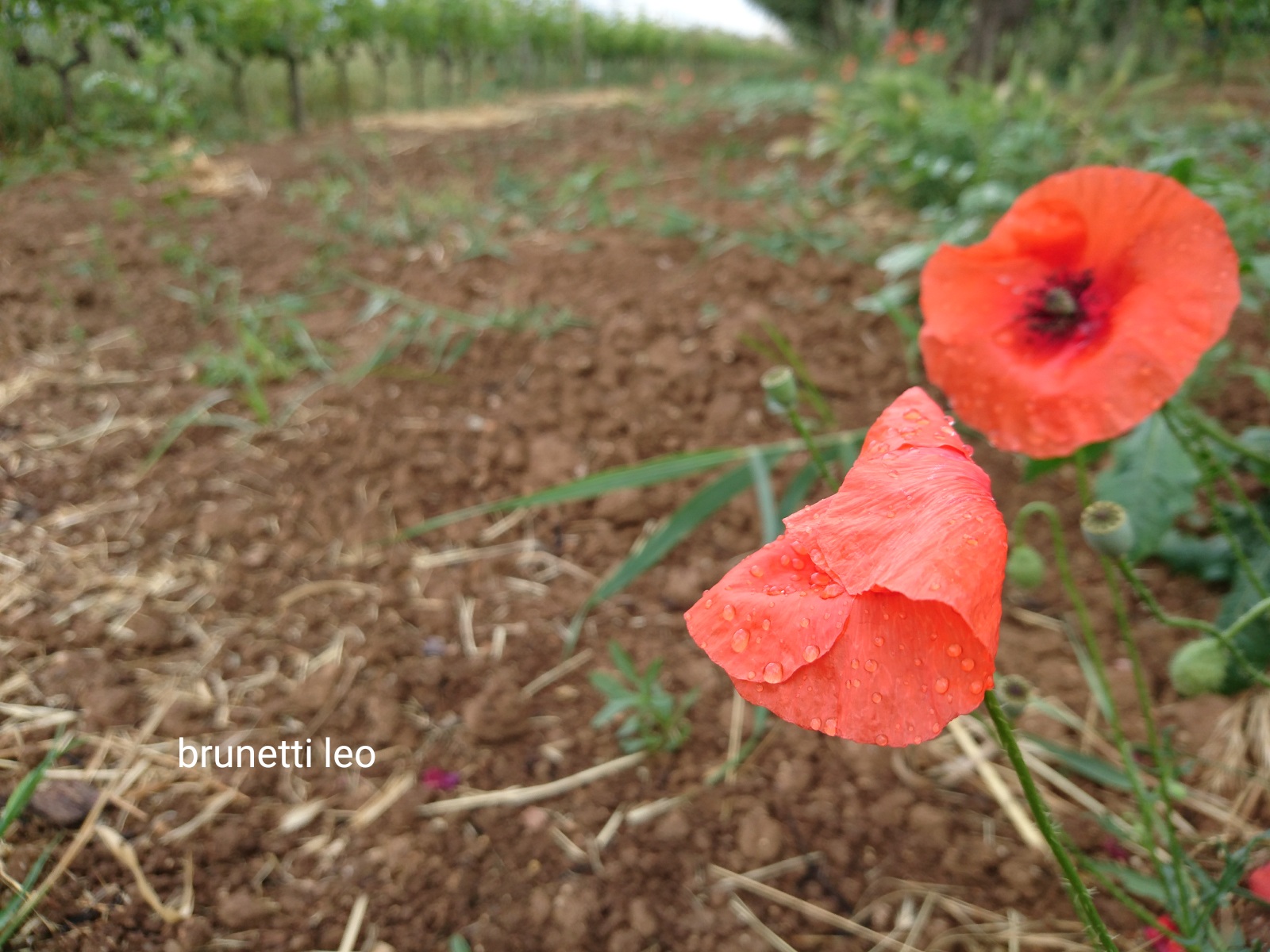 Poppies with droplets