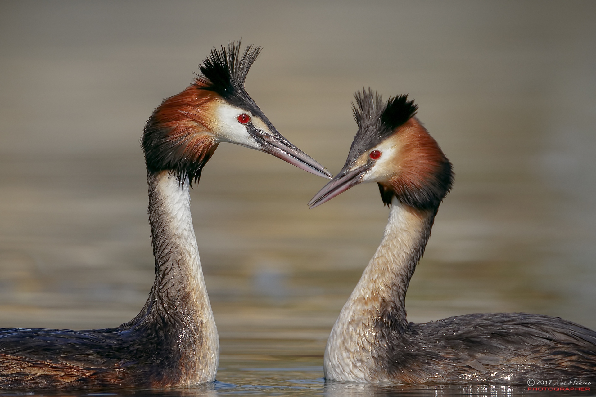 Greater crowded (Podiceps cristatus) - Great crested gr