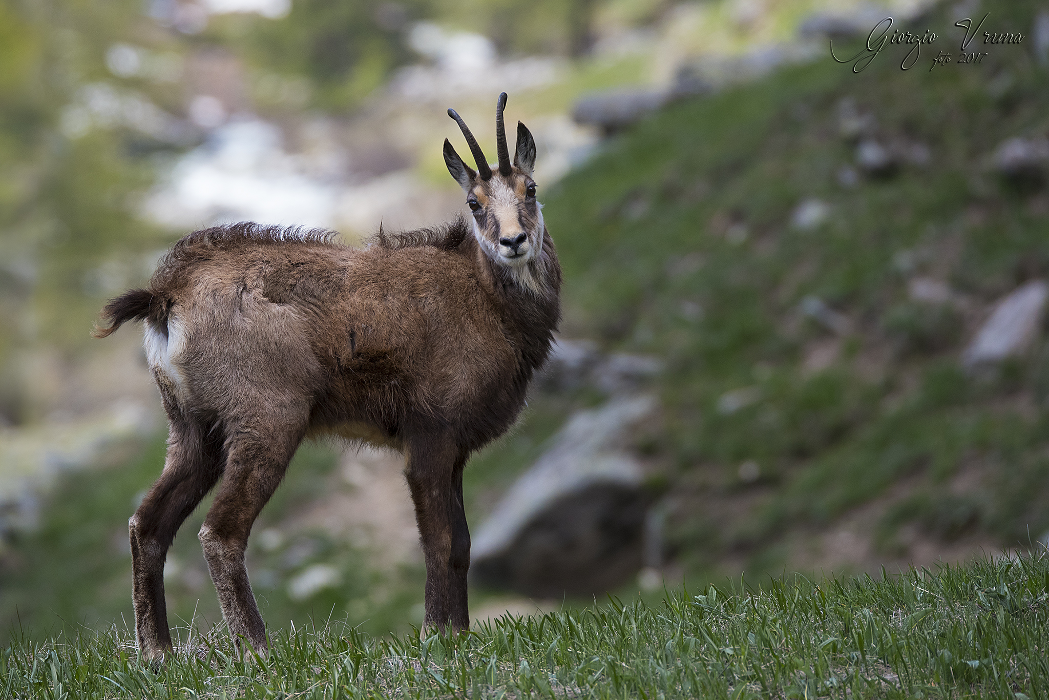 Chamois