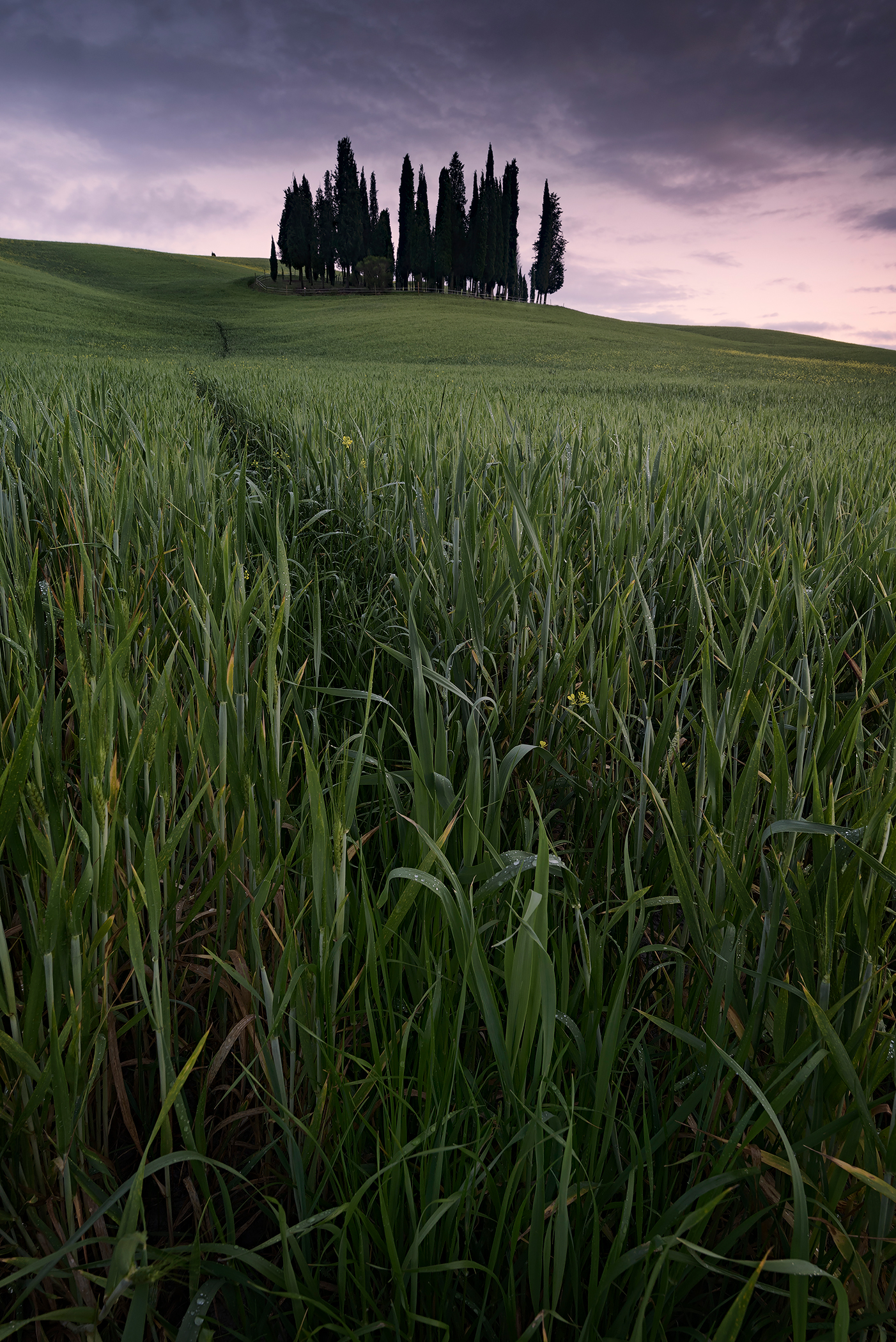 Cipressini di Torrenieri