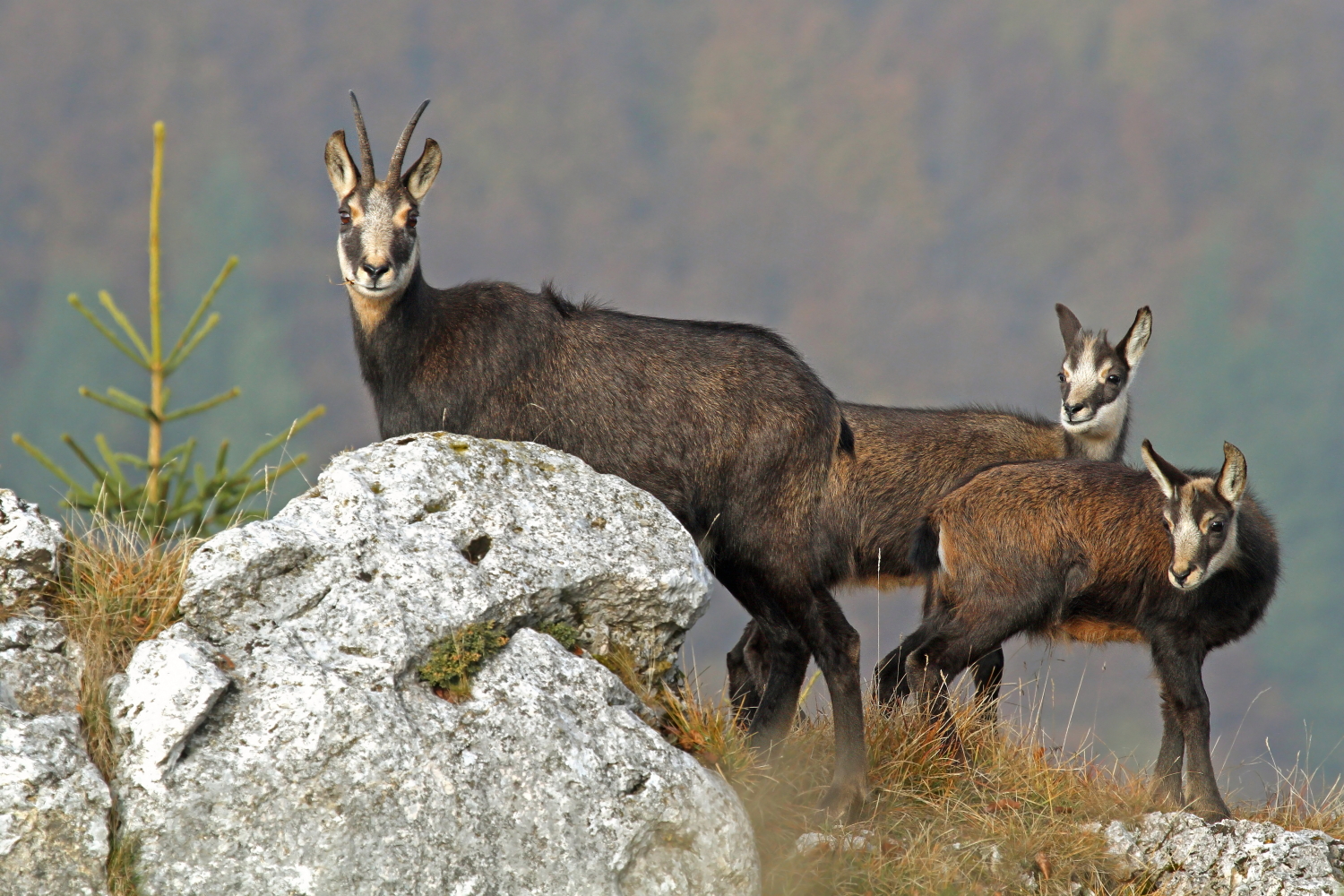 Chamois