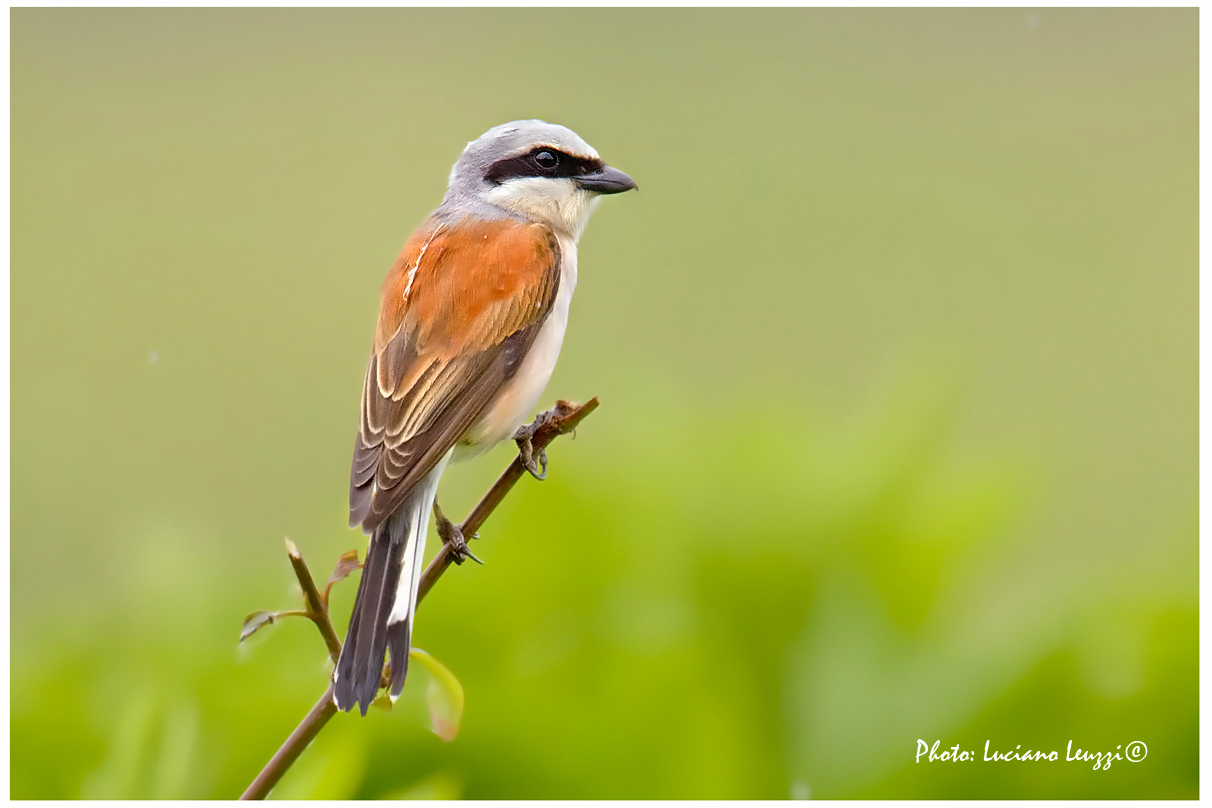 Shrike (Lanius collurio)