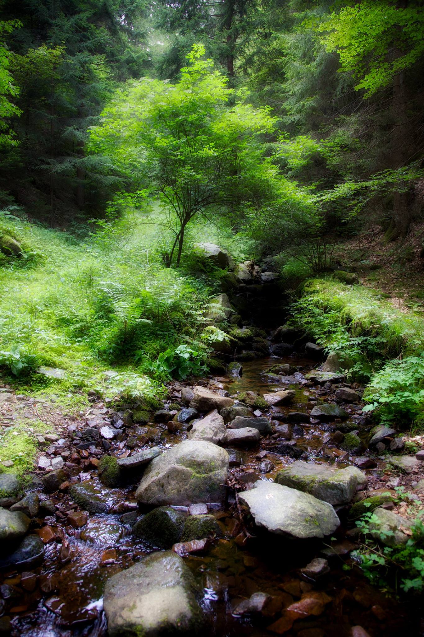 The enchanted forest