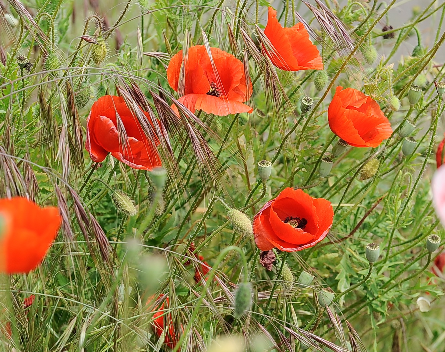 Poppies and ...