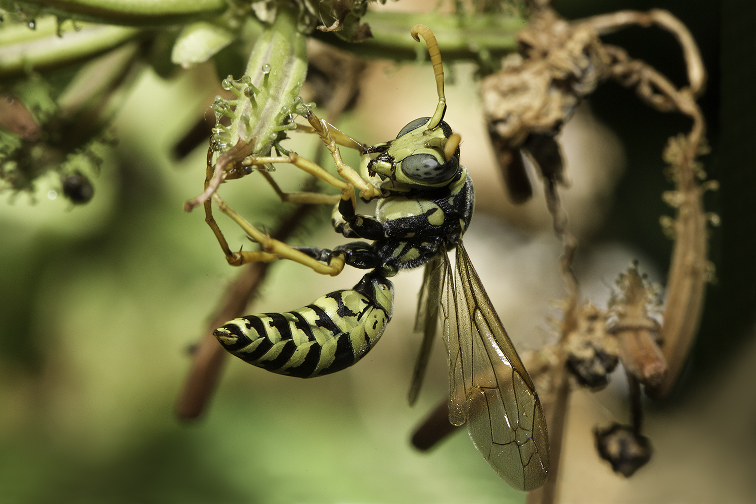The colors of spring