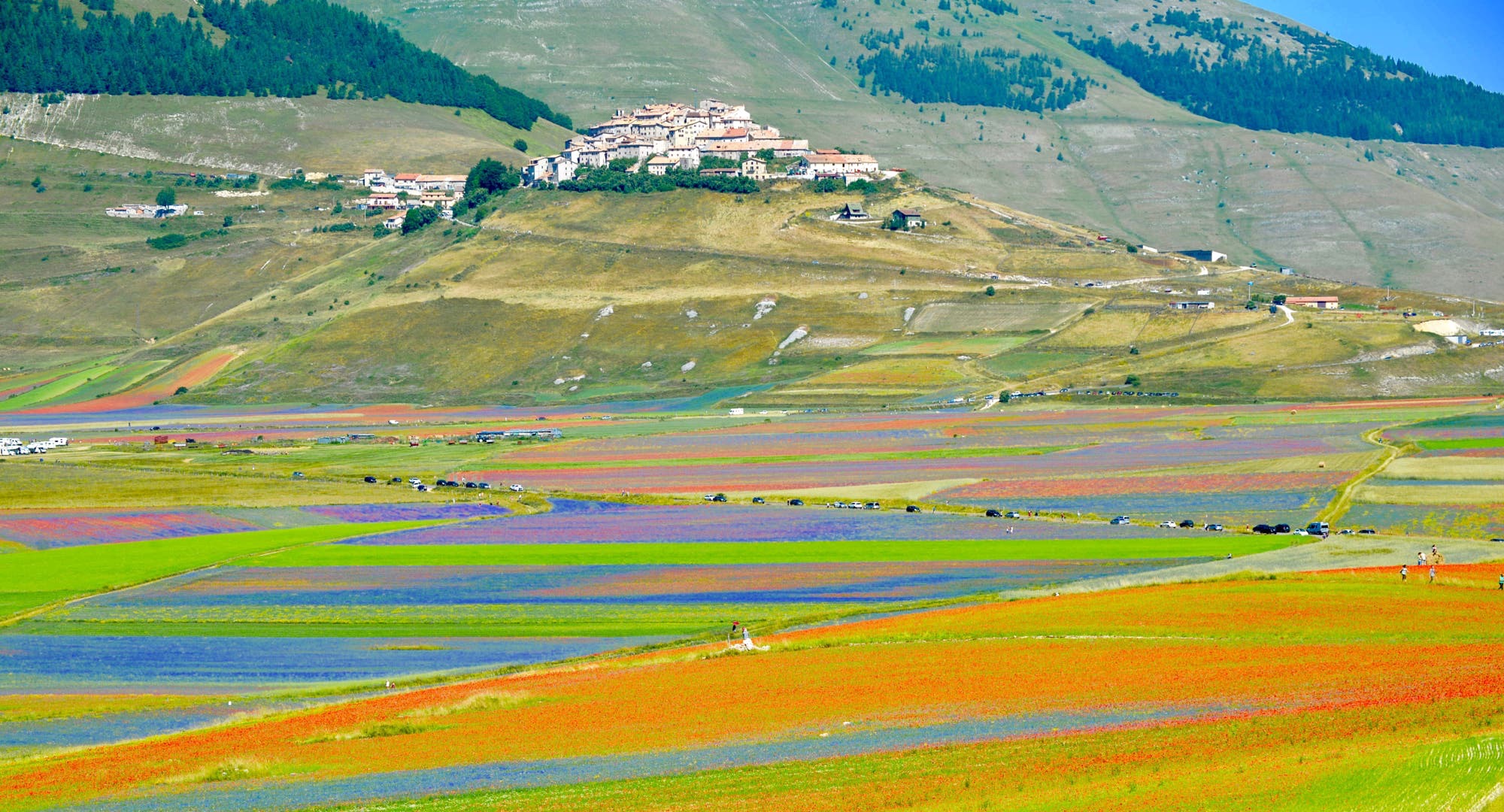 Fioritura a Castelluccio