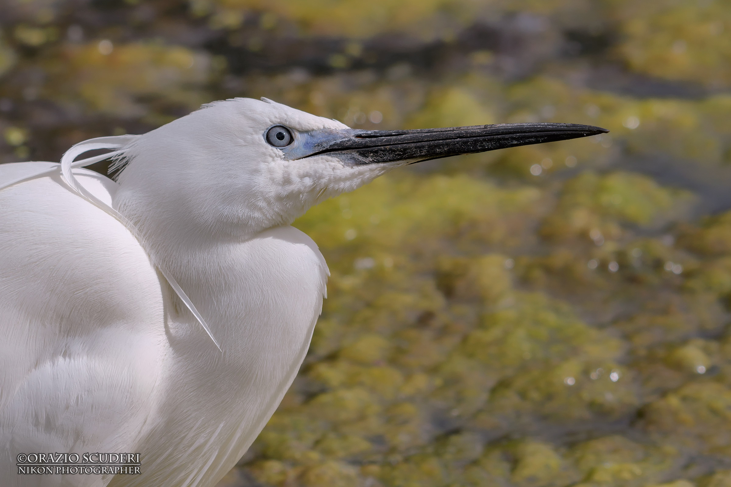 Egretta garzetta
