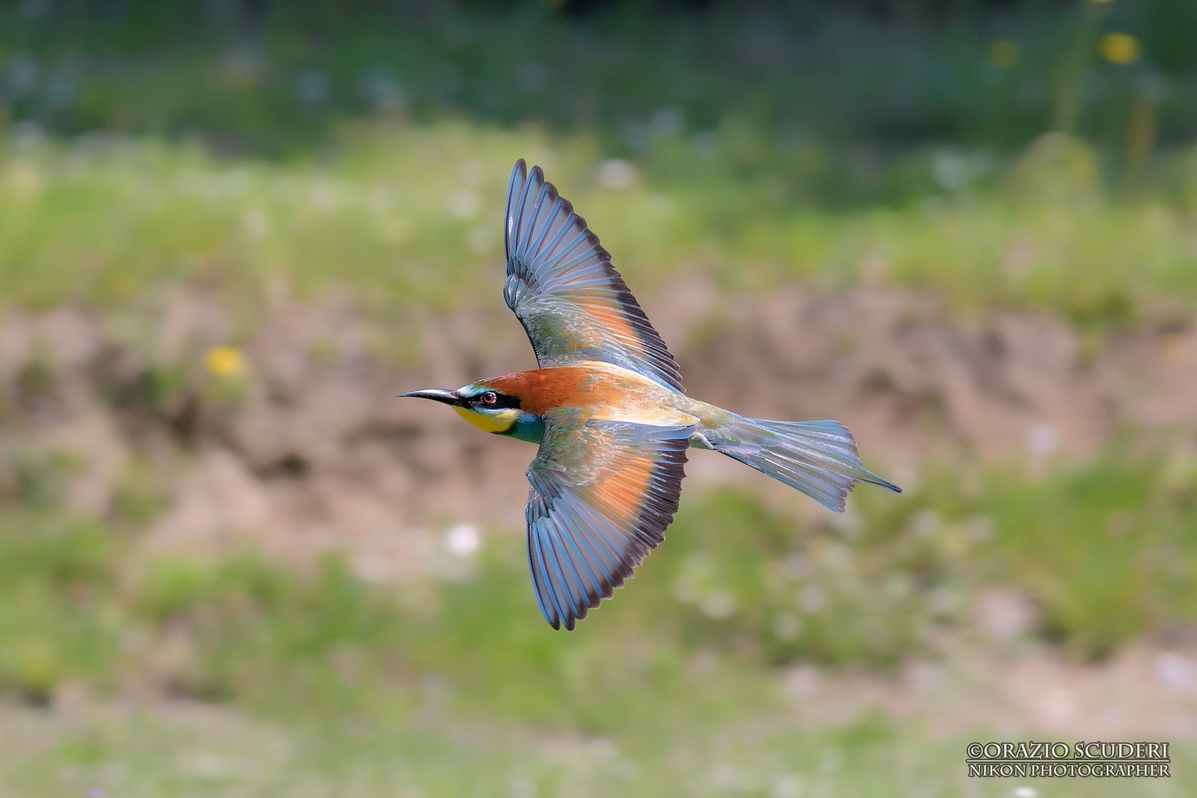 Merops apiaster