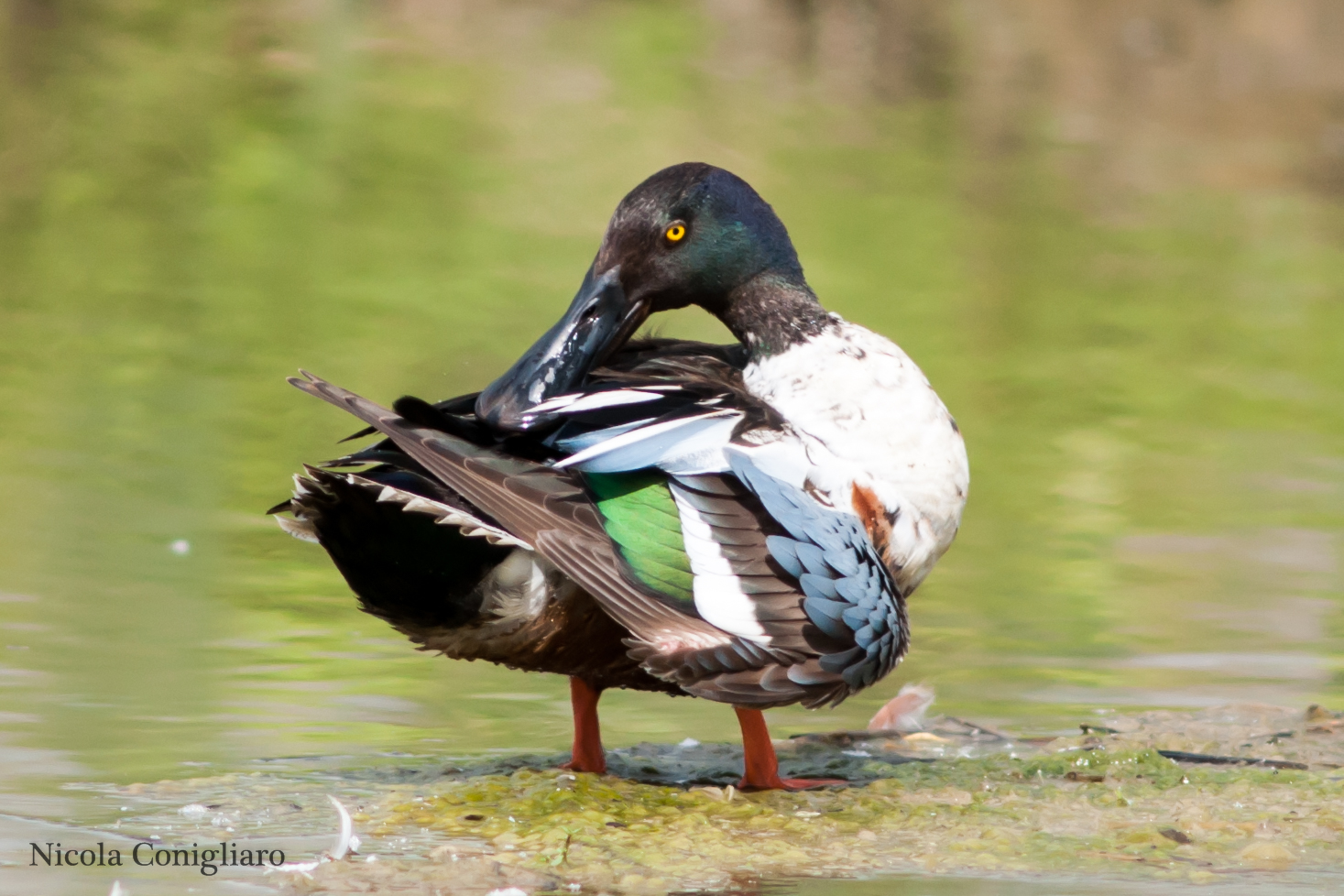 le pulizie del mestolone