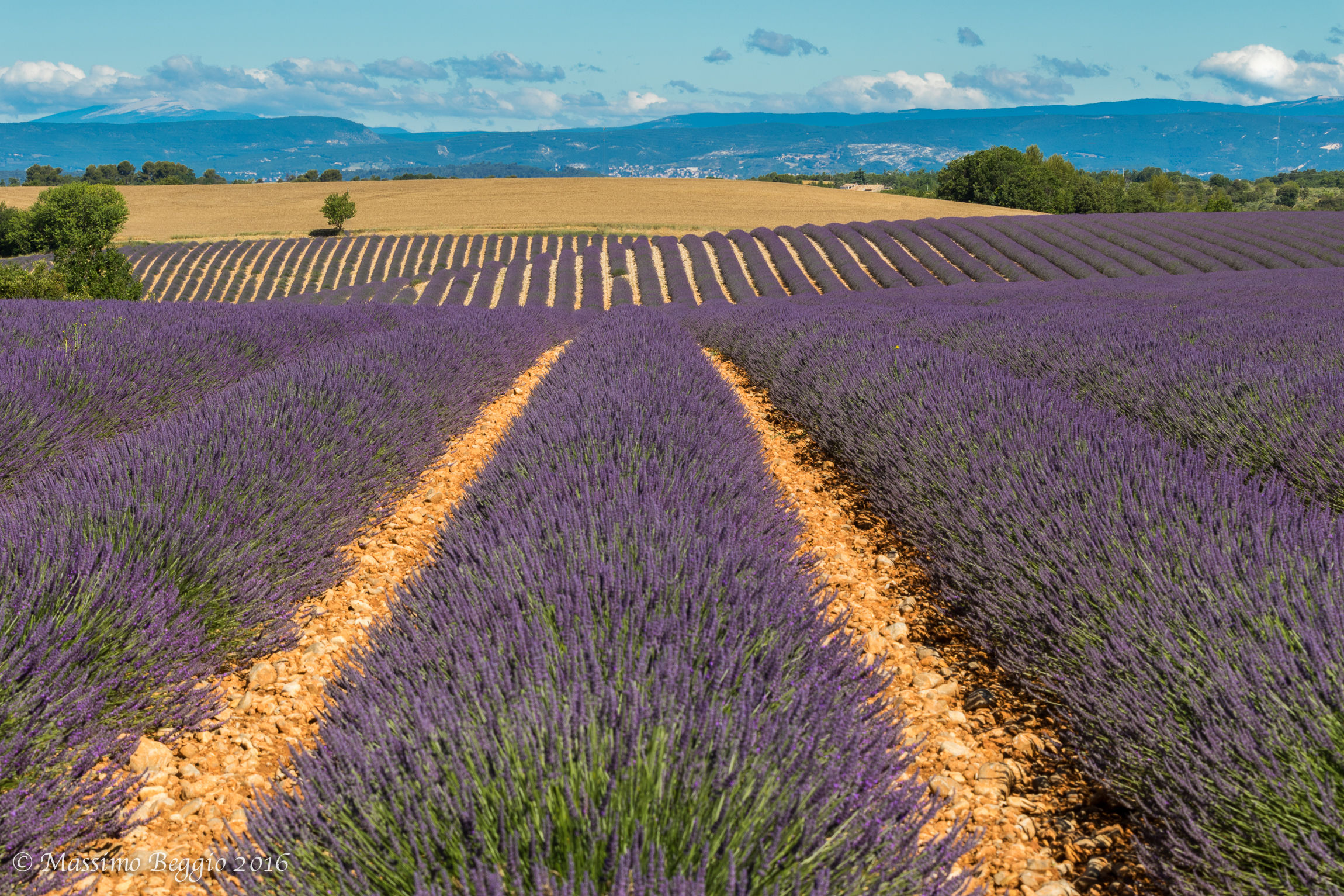 Provence, Valensole hills