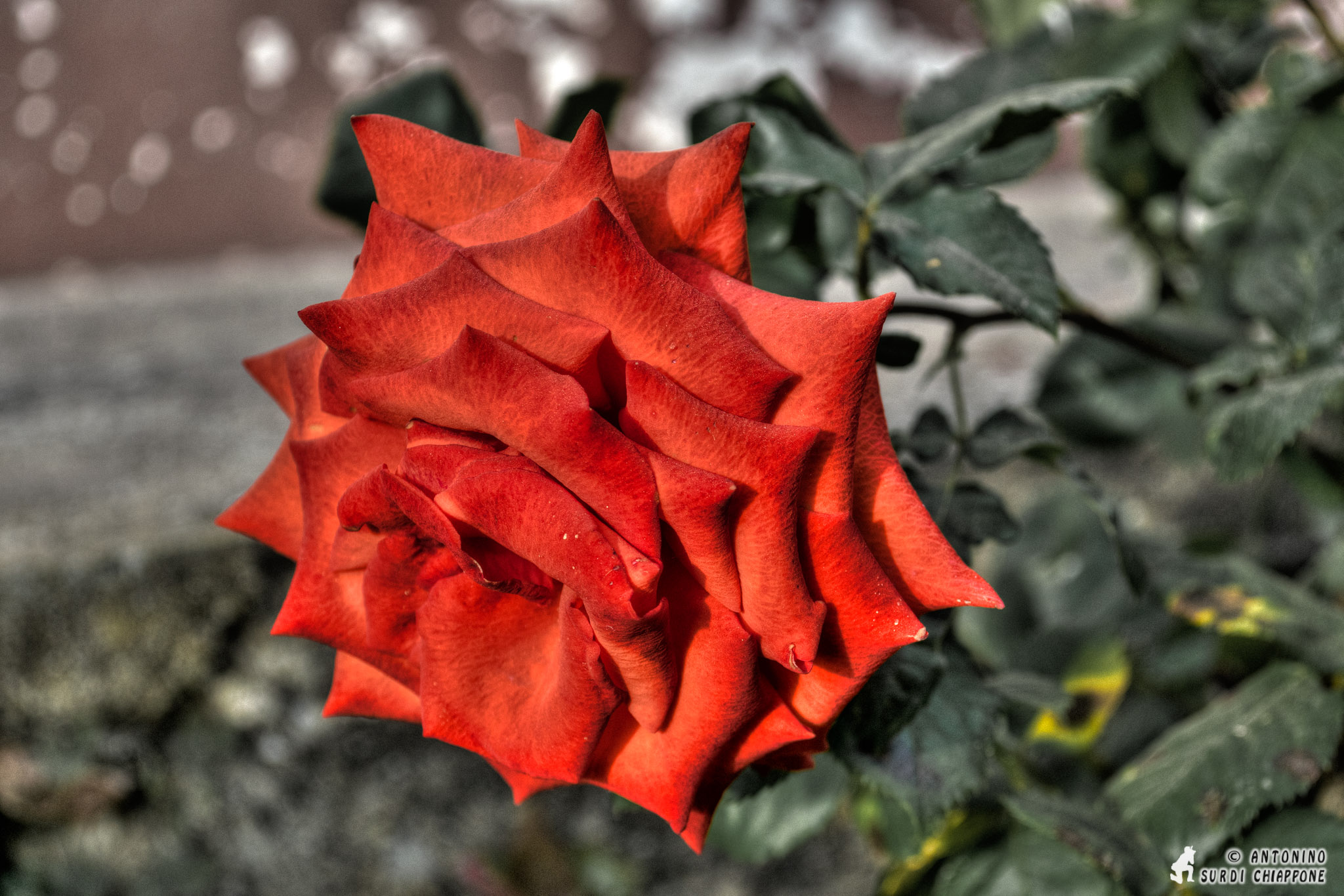 Red Rose