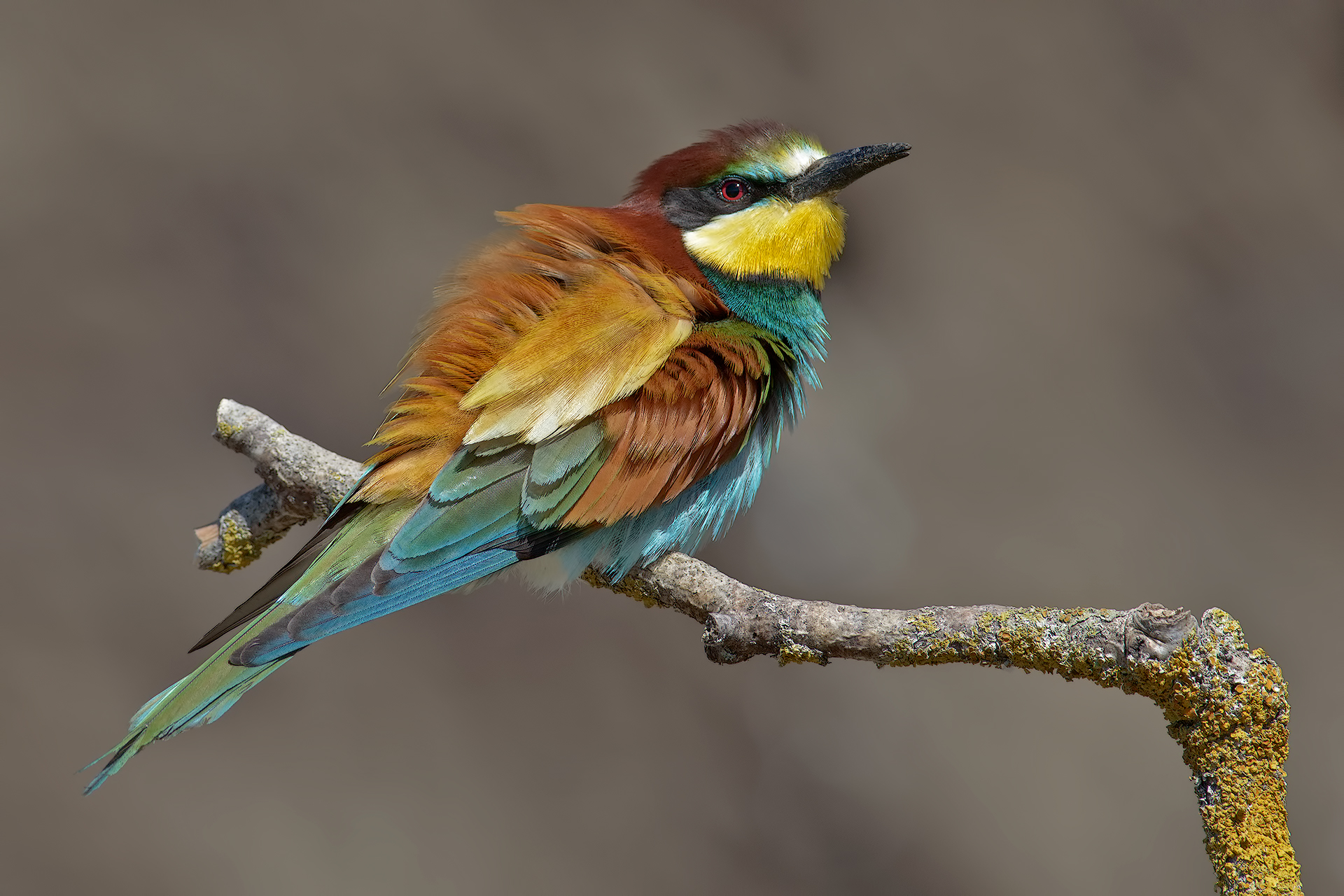 Bee eater