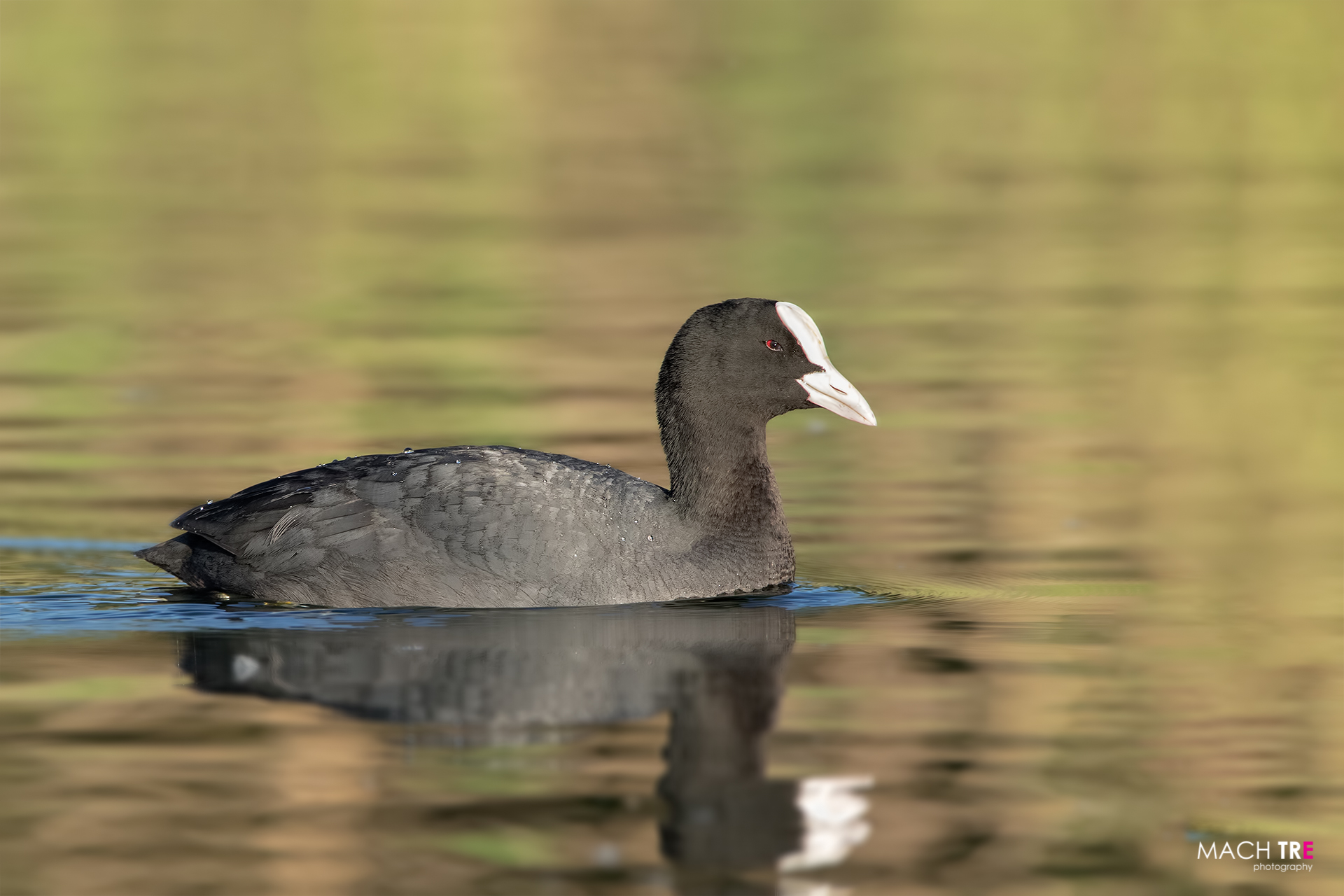 Folaga (Fuliga atra)