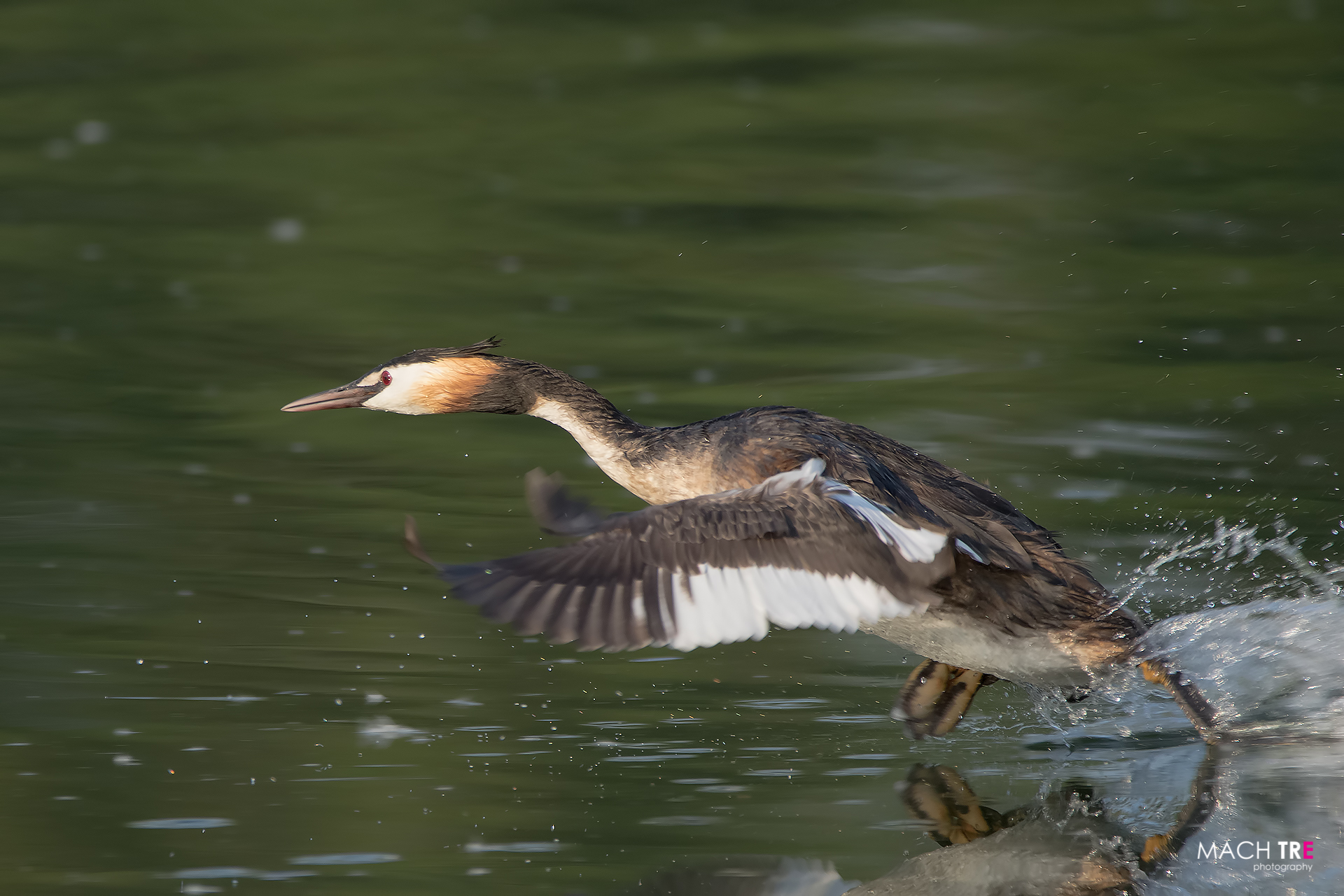 Greater crowd (Podiceps cristatus)