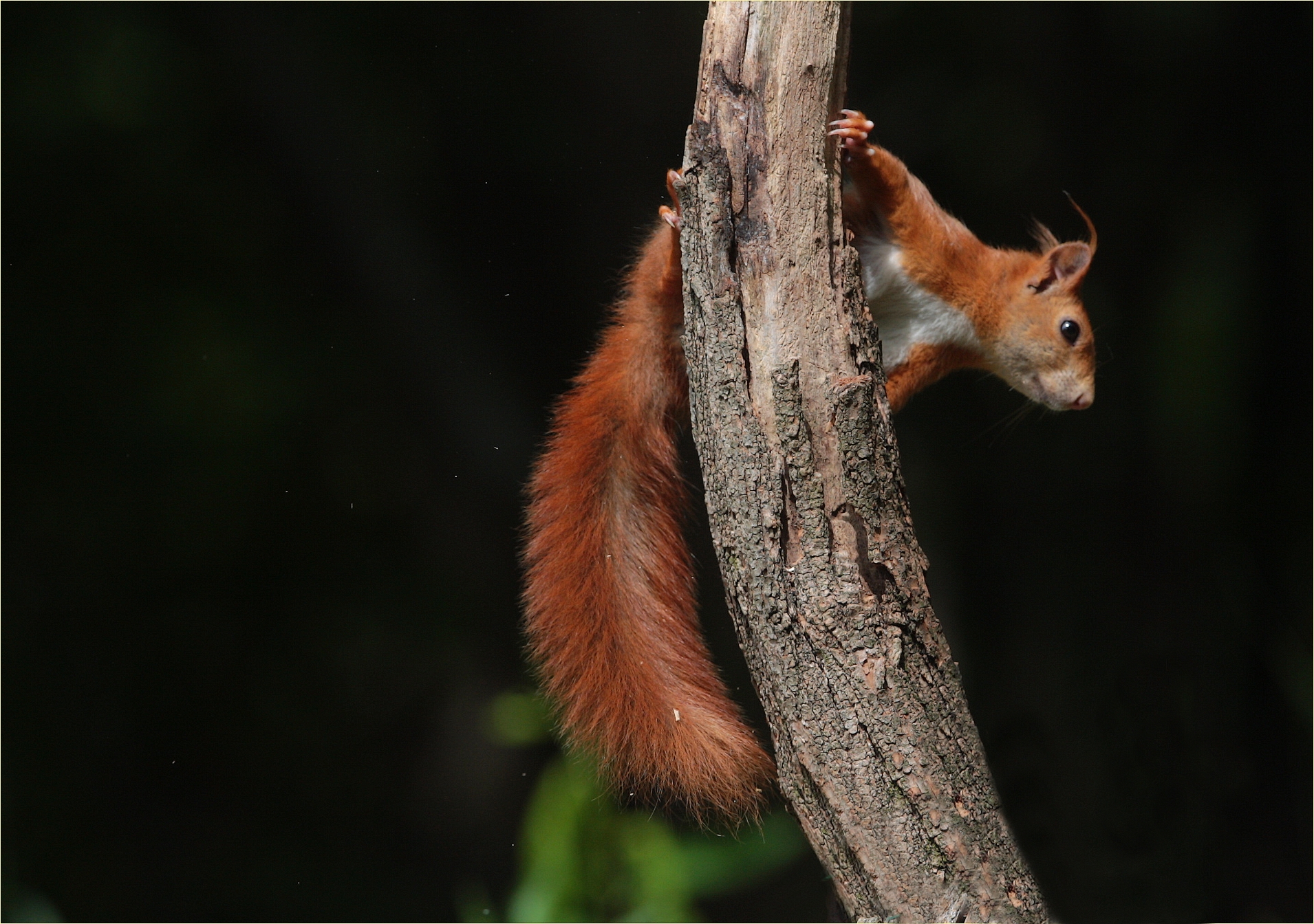 "Red squirrel"