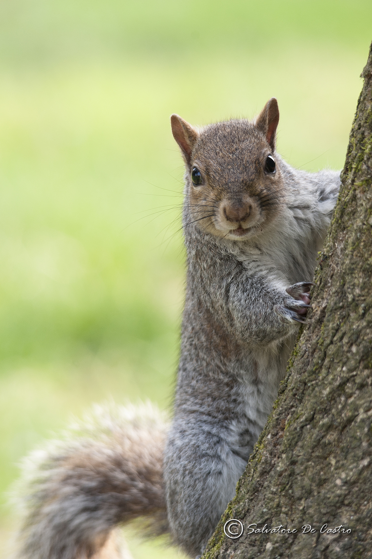 Scoiattolo americano