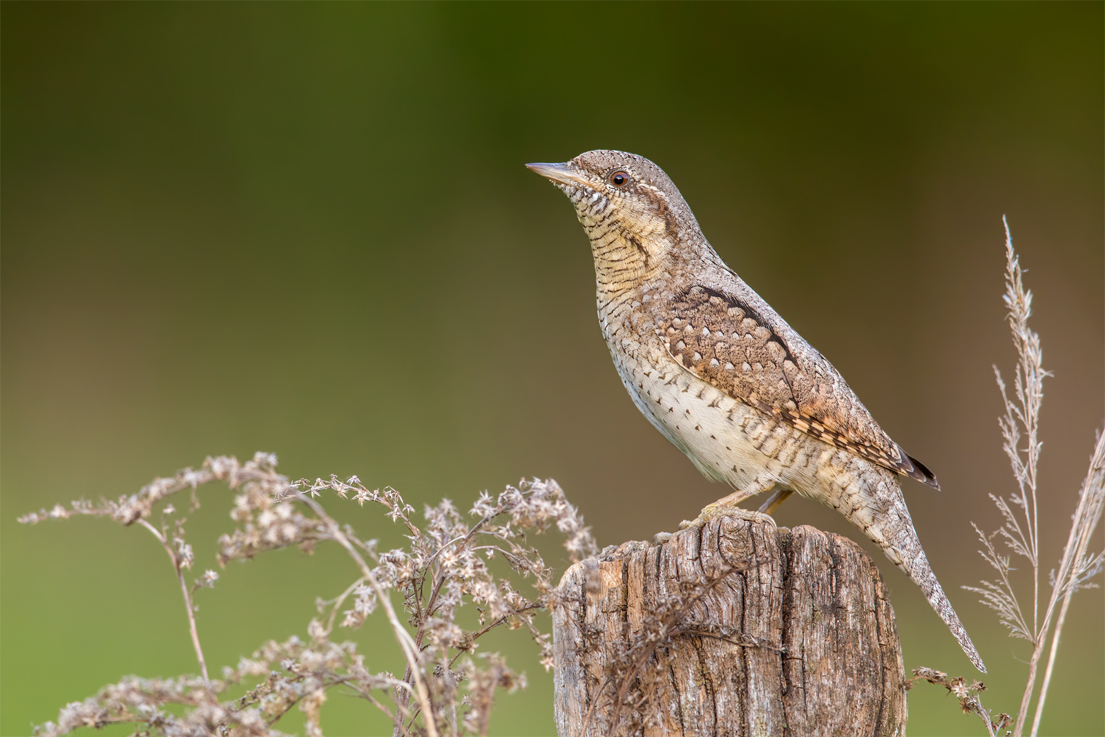Eurasian wryneck