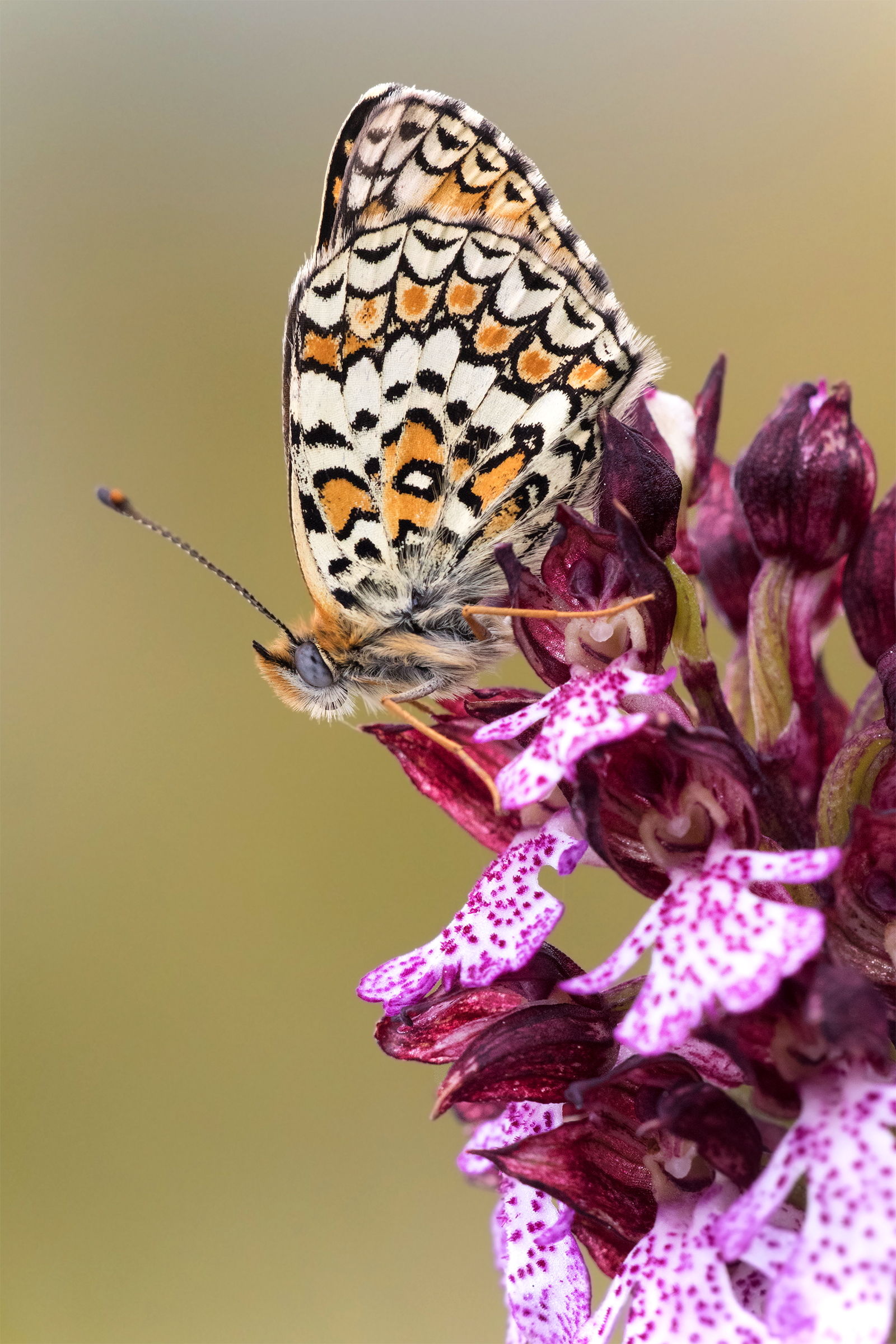 Melitaea & purpurea