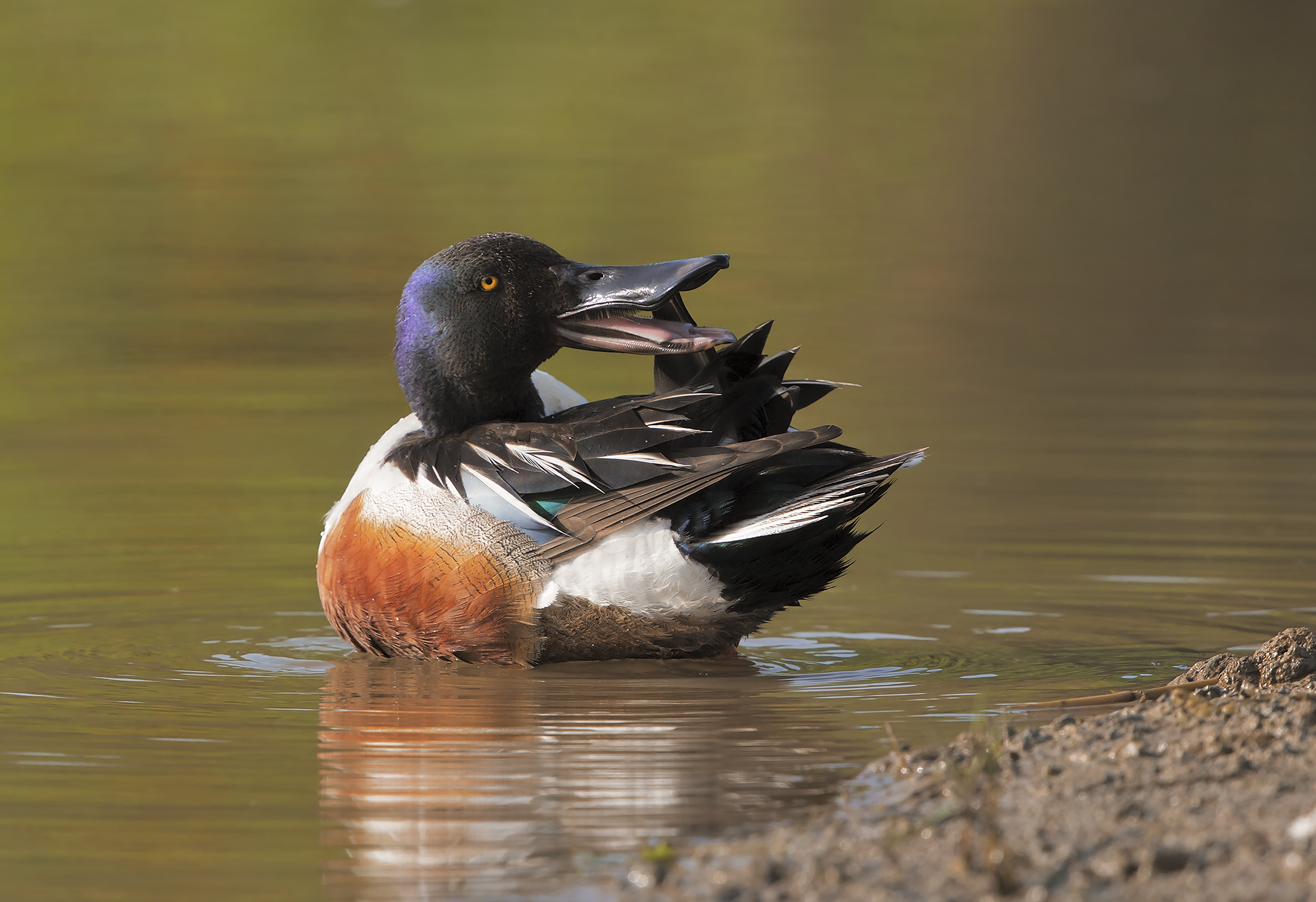 Shoveler