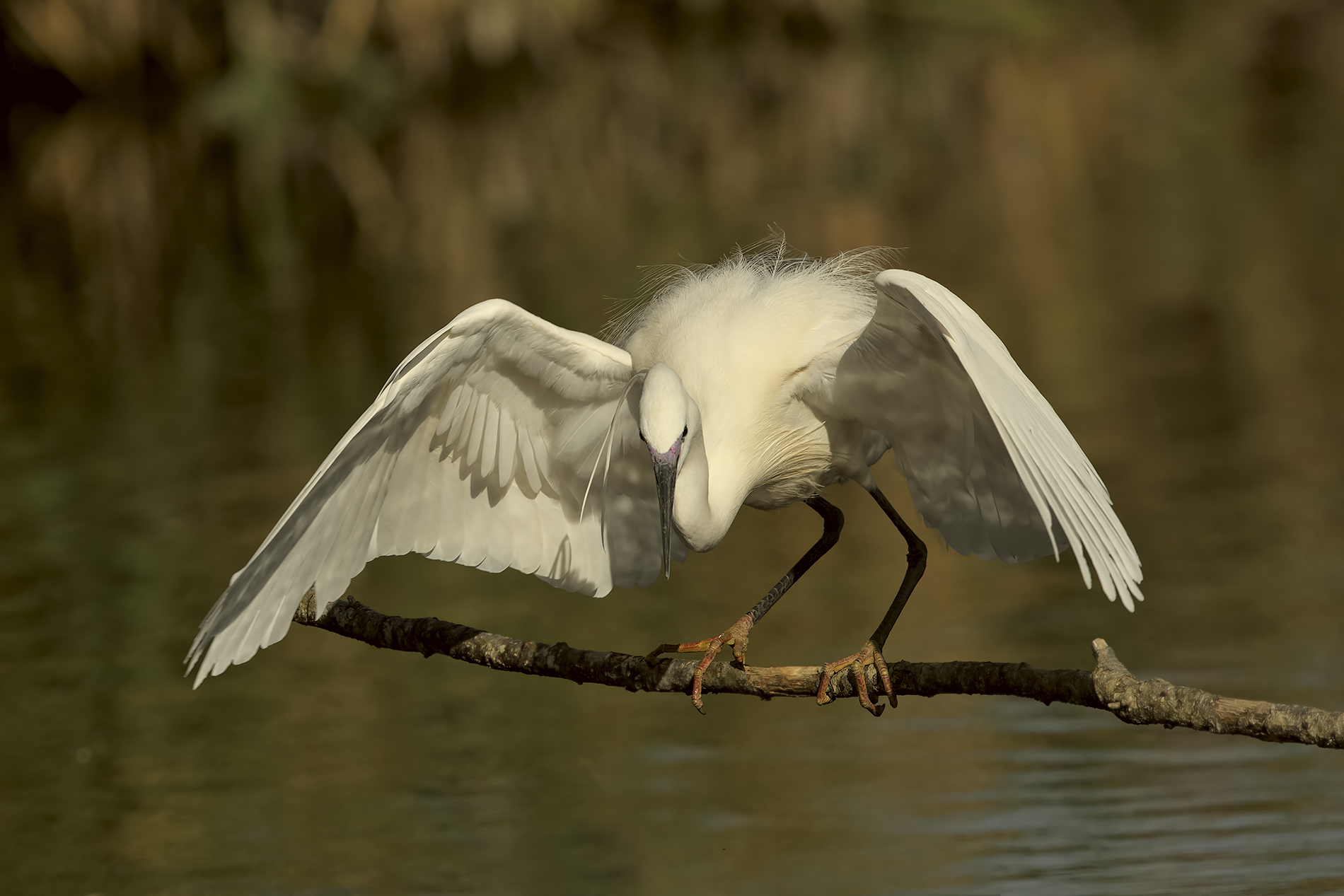 egret