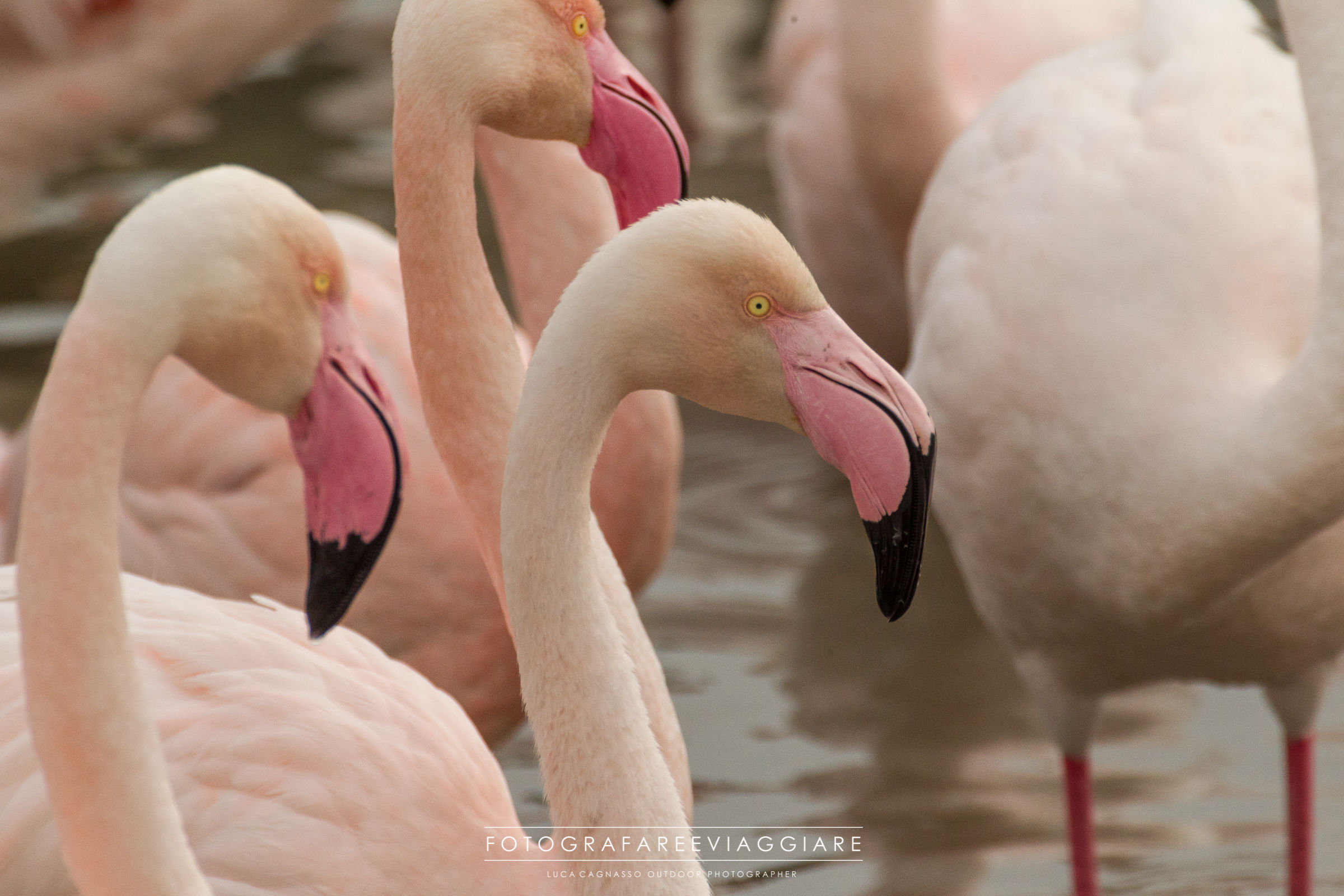 Flamingos - 2