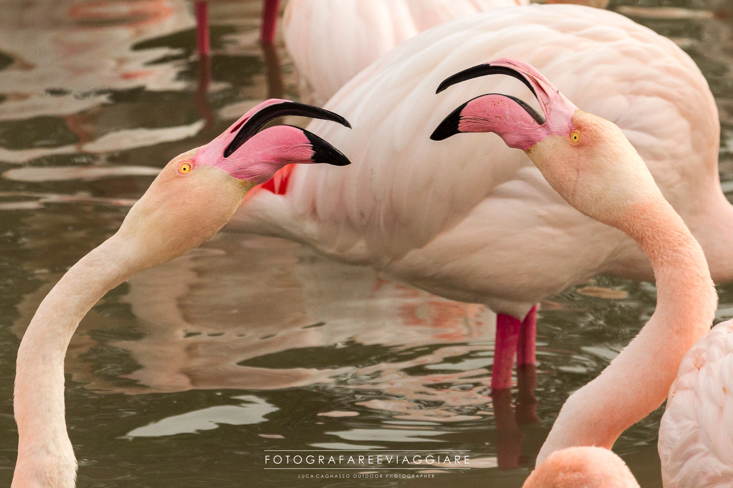 Flamingos - 3