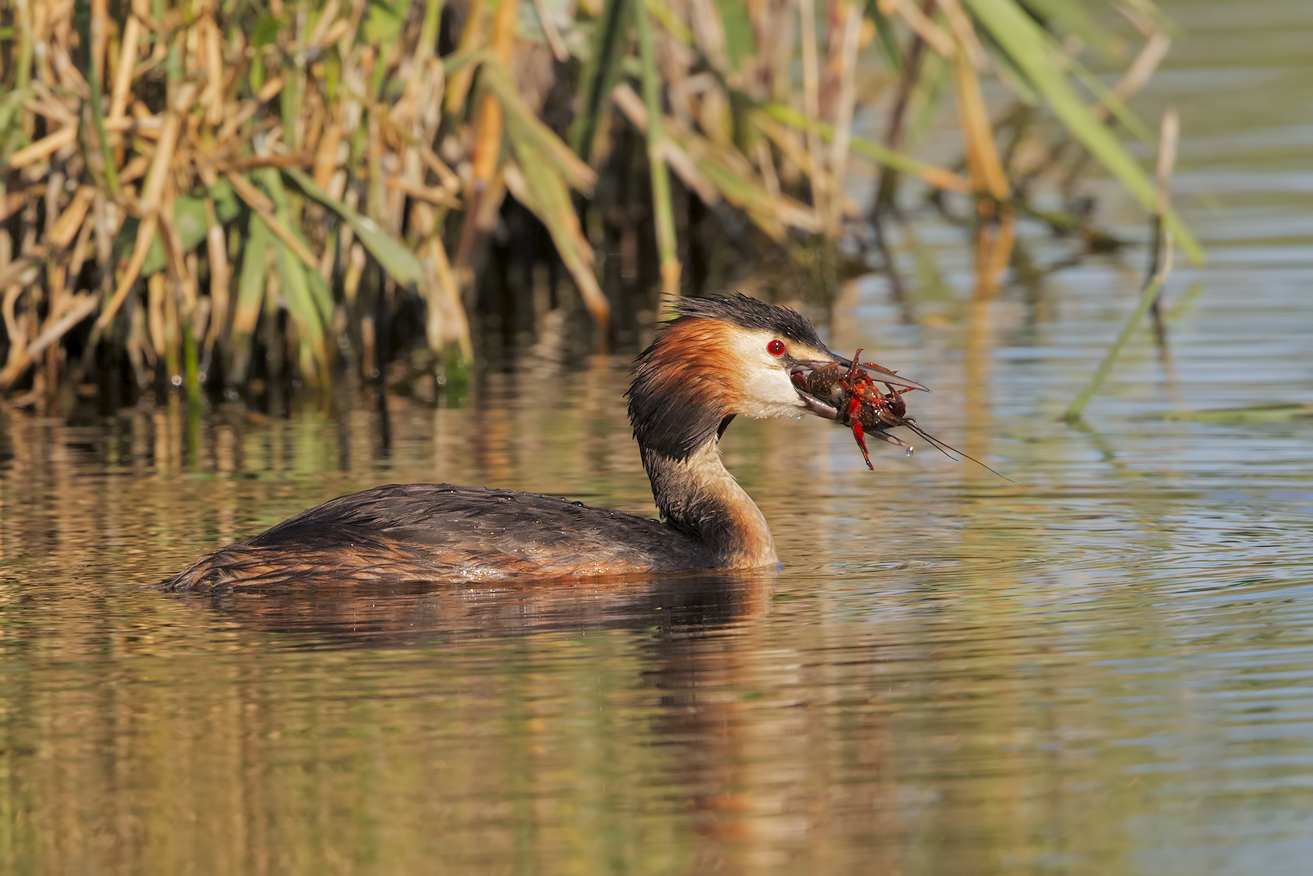 Shredded with shrimp