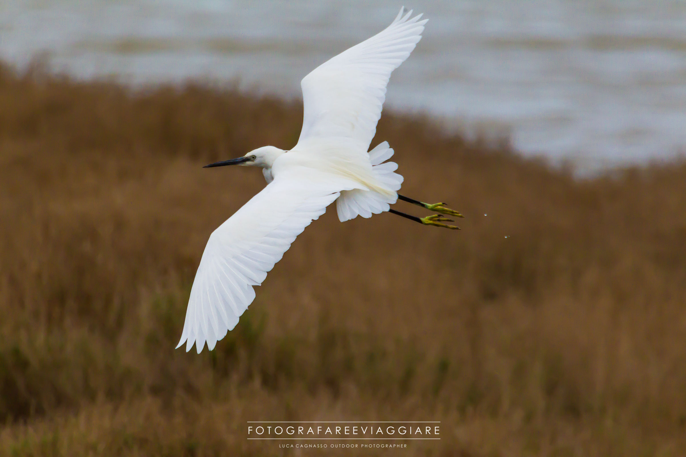 In flight (Egretta garzetta)