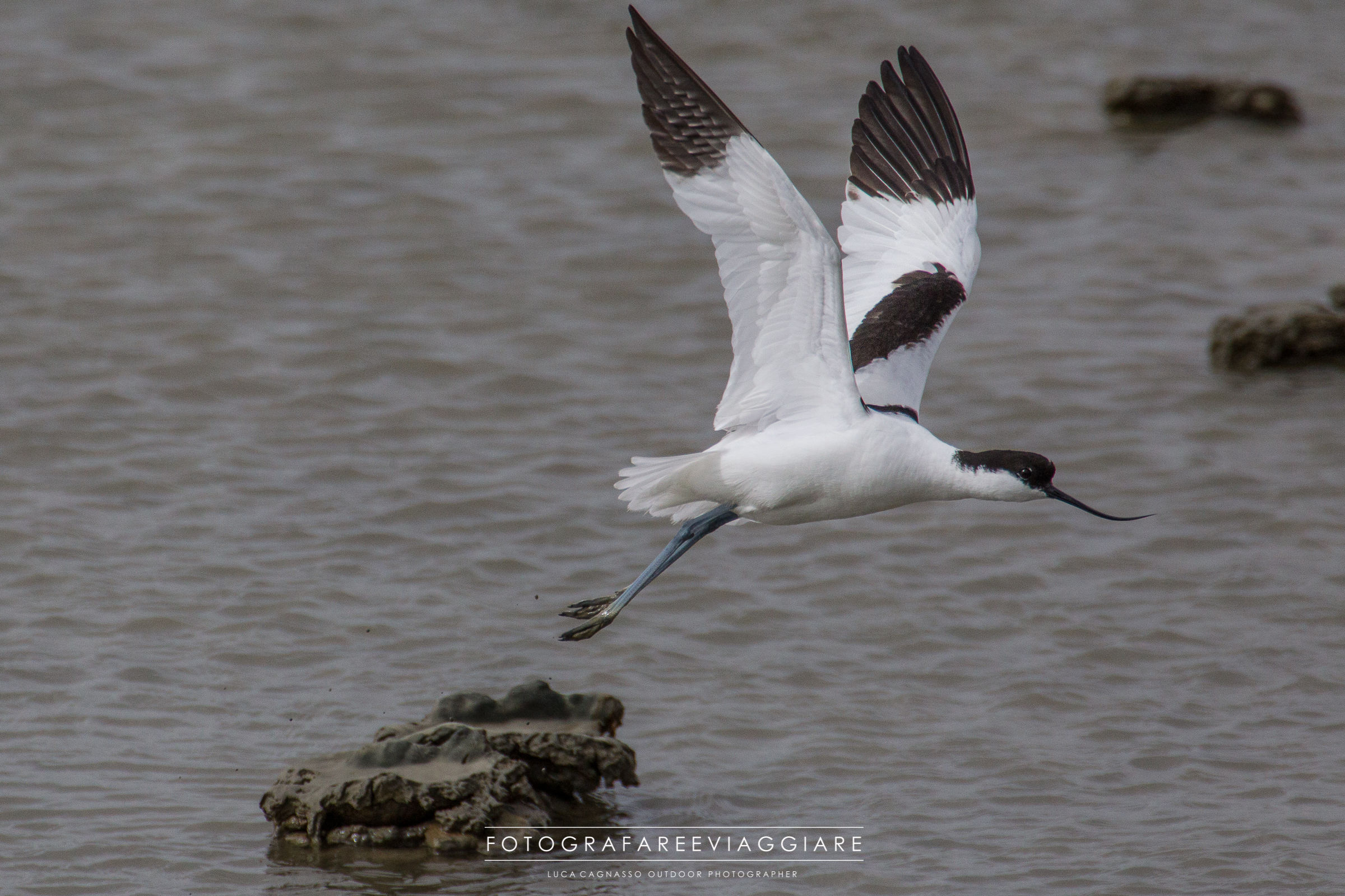 Opened Avocet (Recurvirostra avosetta)