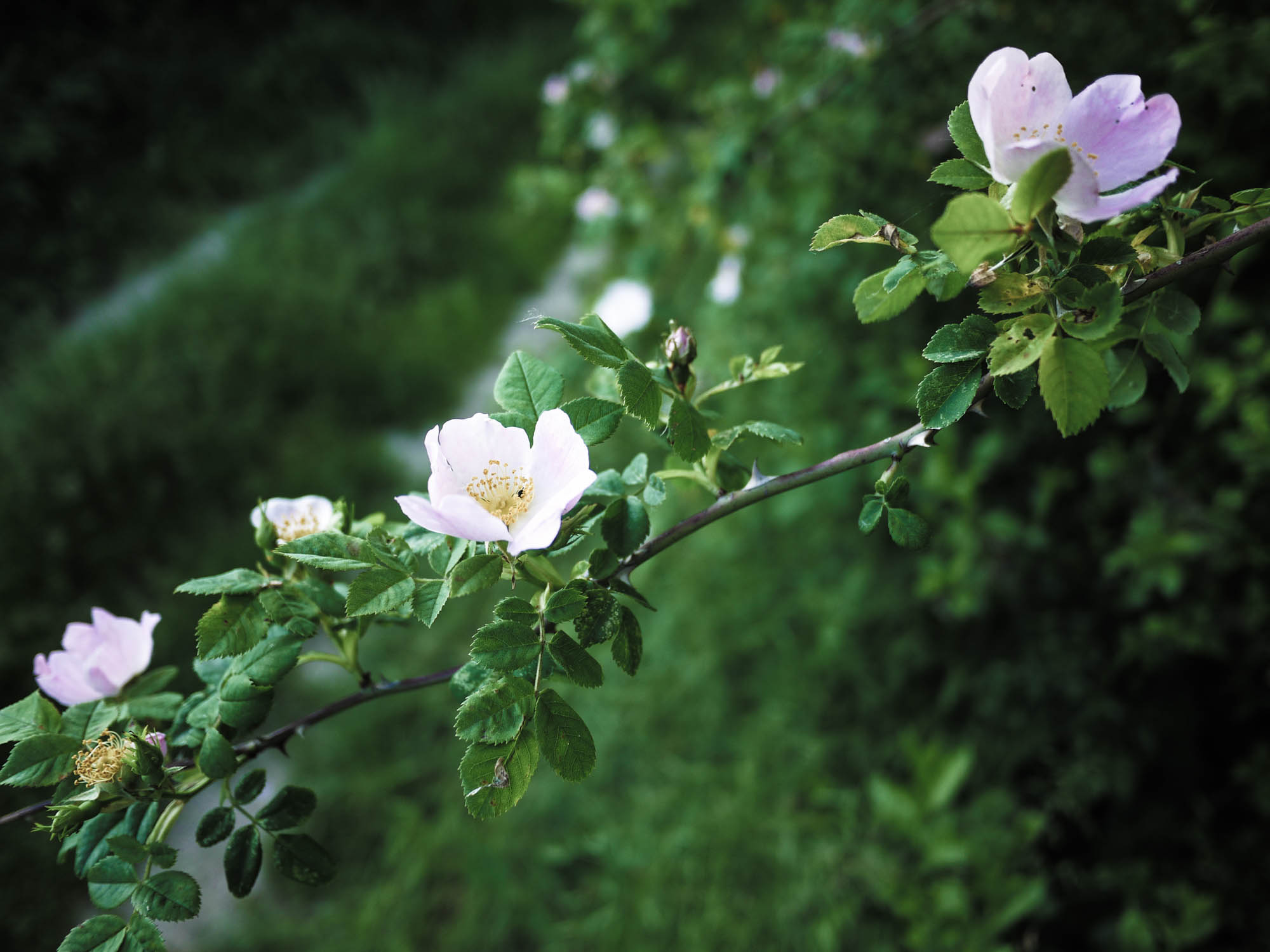 Rosa Canina