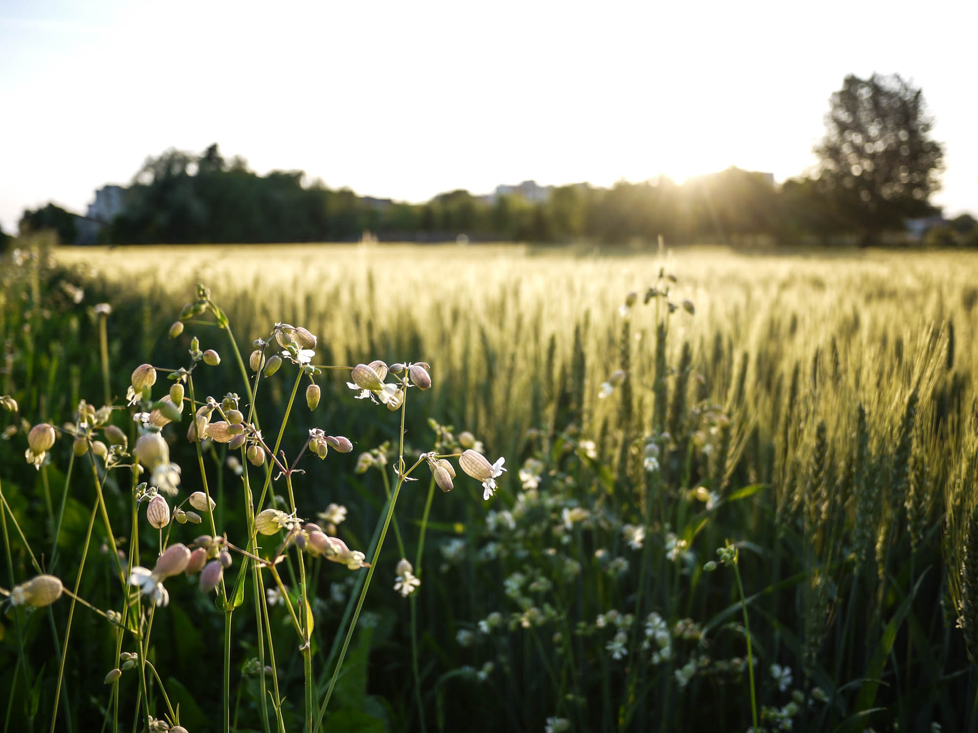 Wheat field