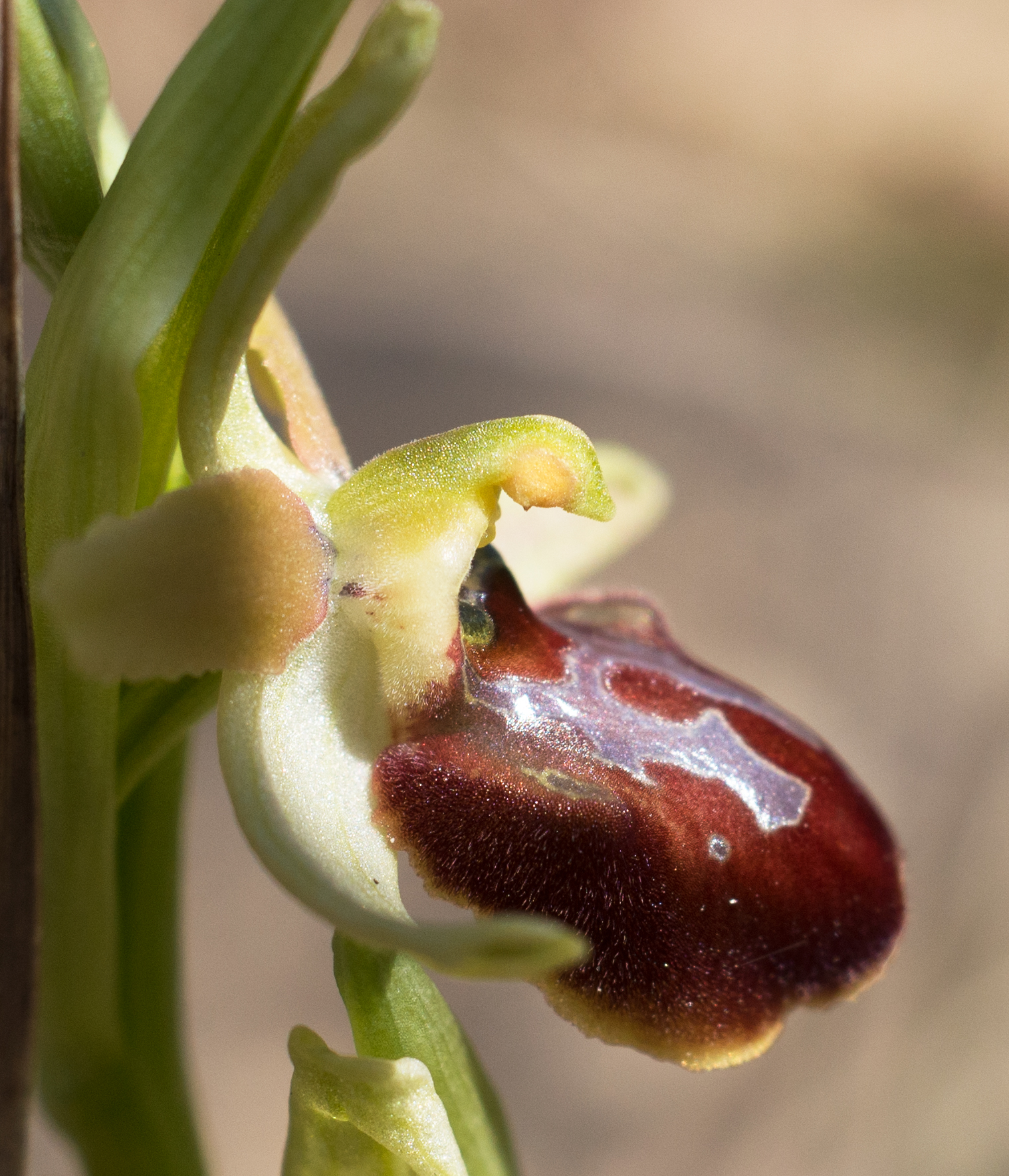 ophrys