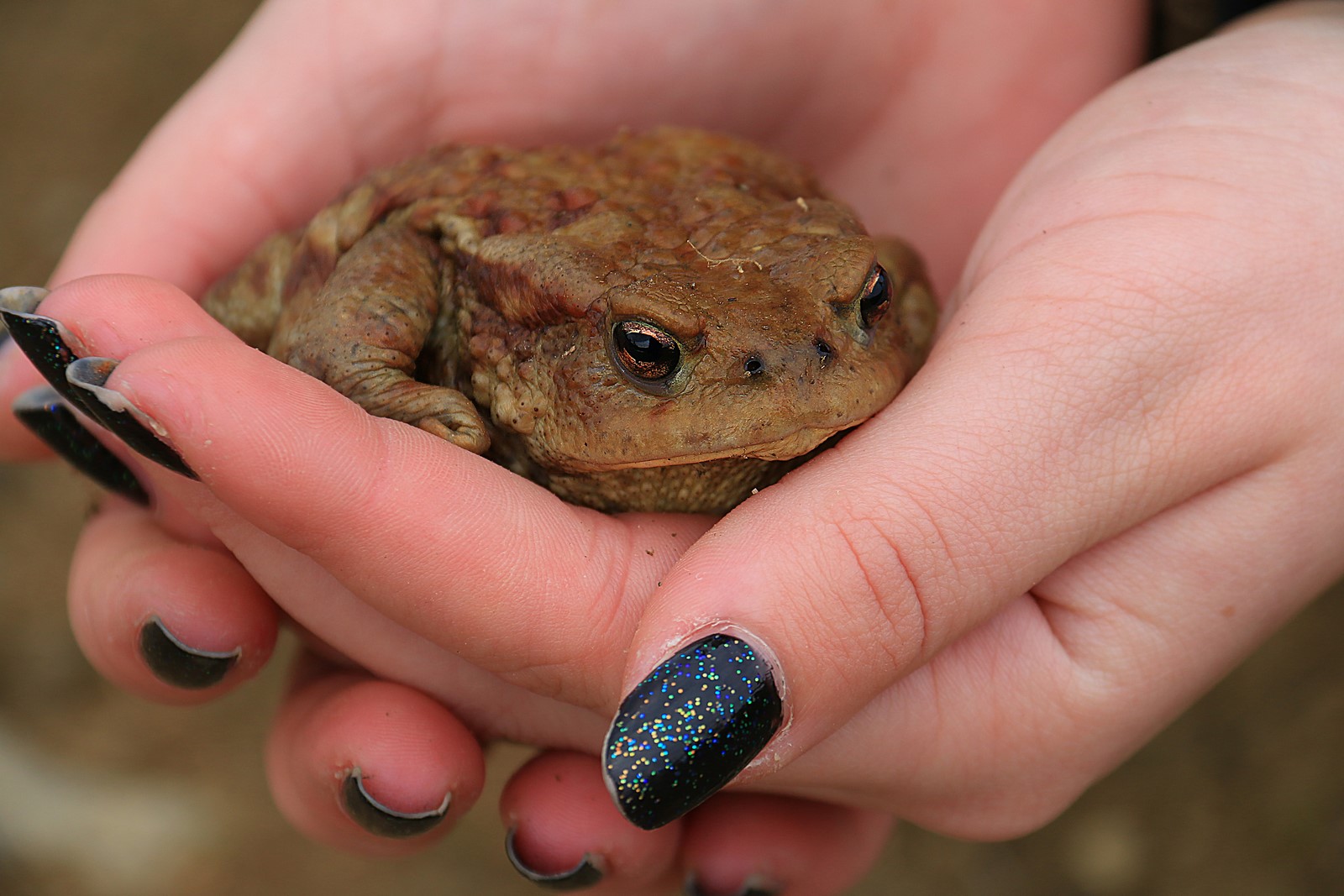 Julia and the toad ...