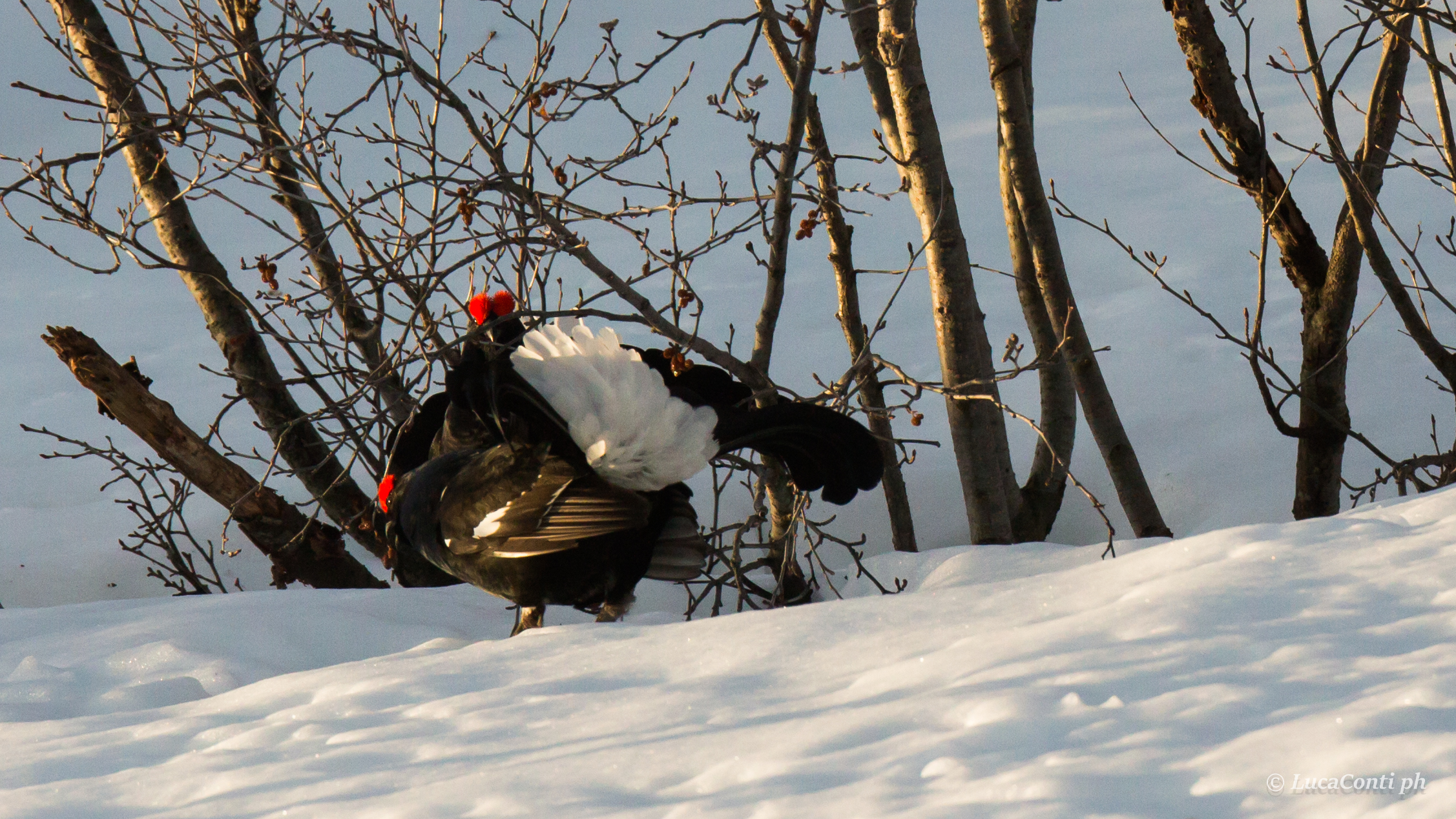 Males of Gallo fork before getting caught