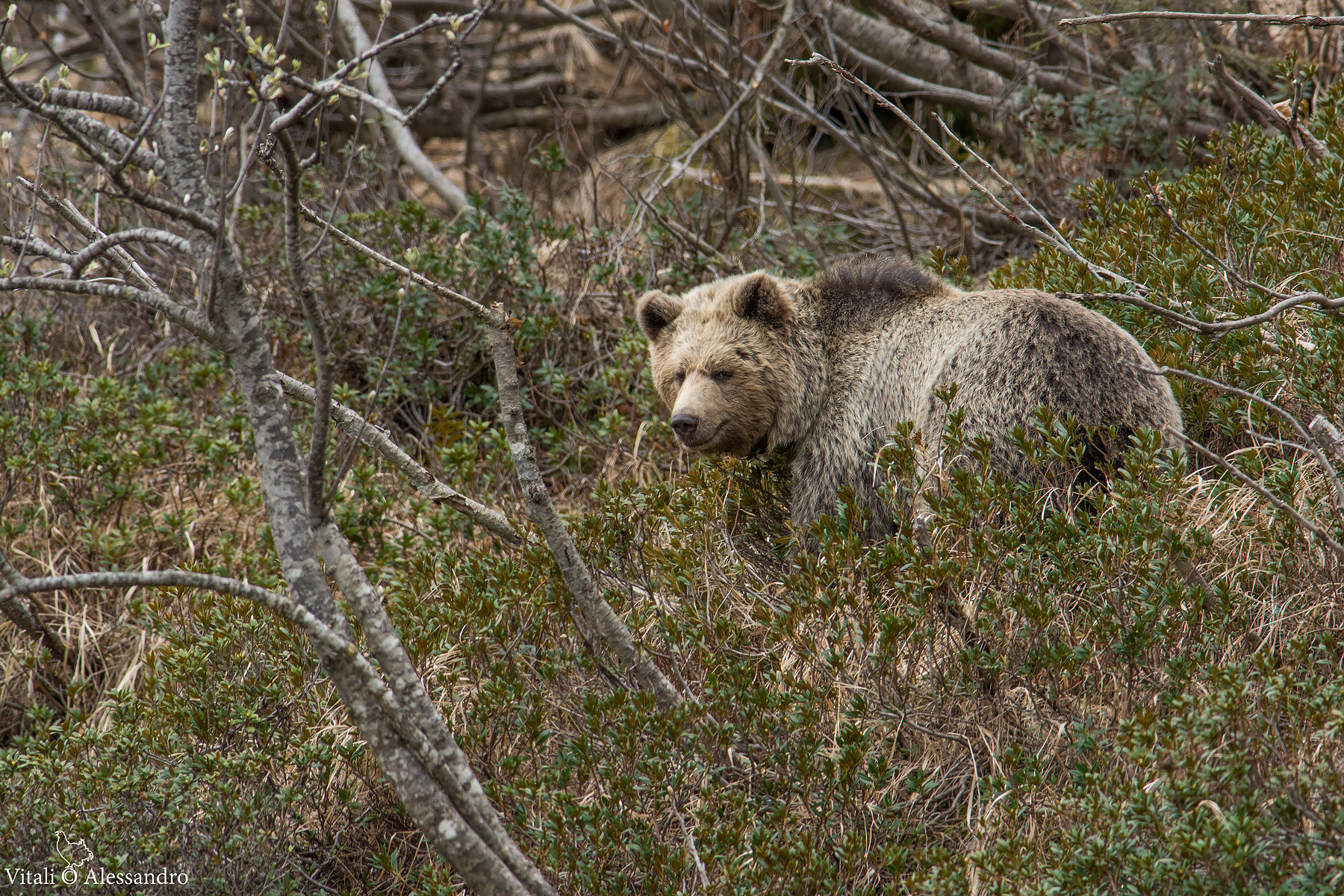 Brown Bear Natural Park Adamello Brenta