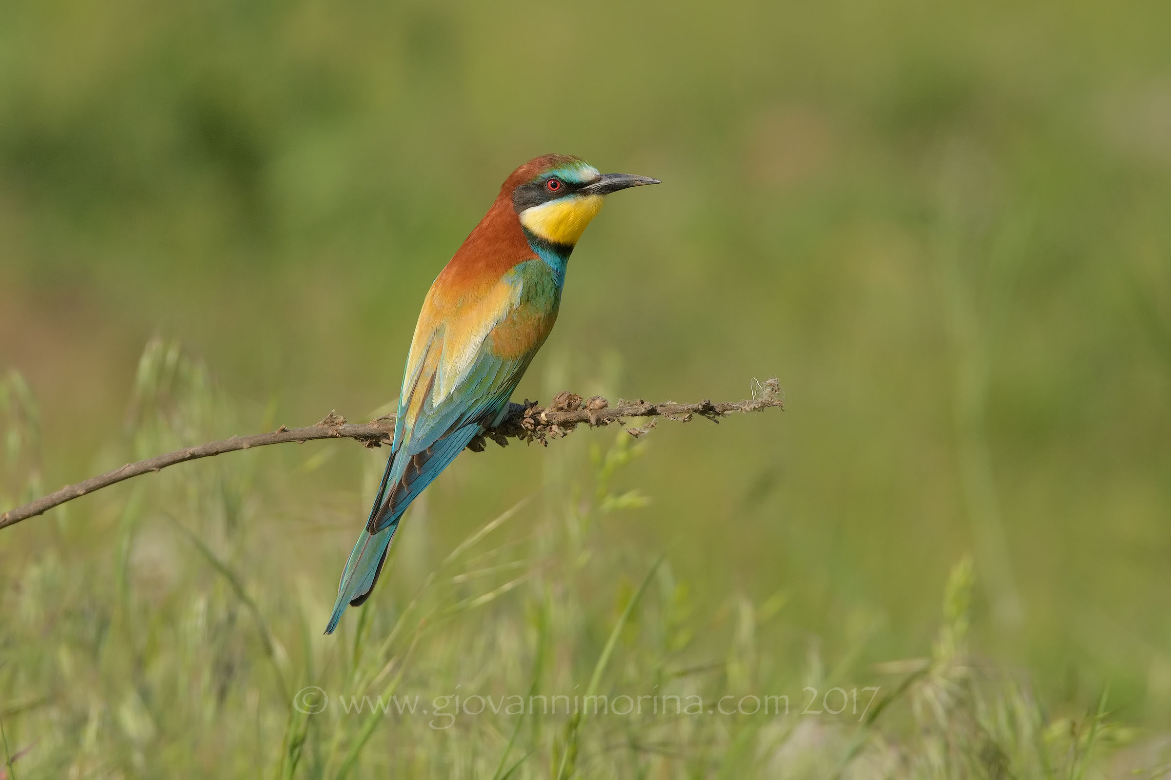 Bee eater