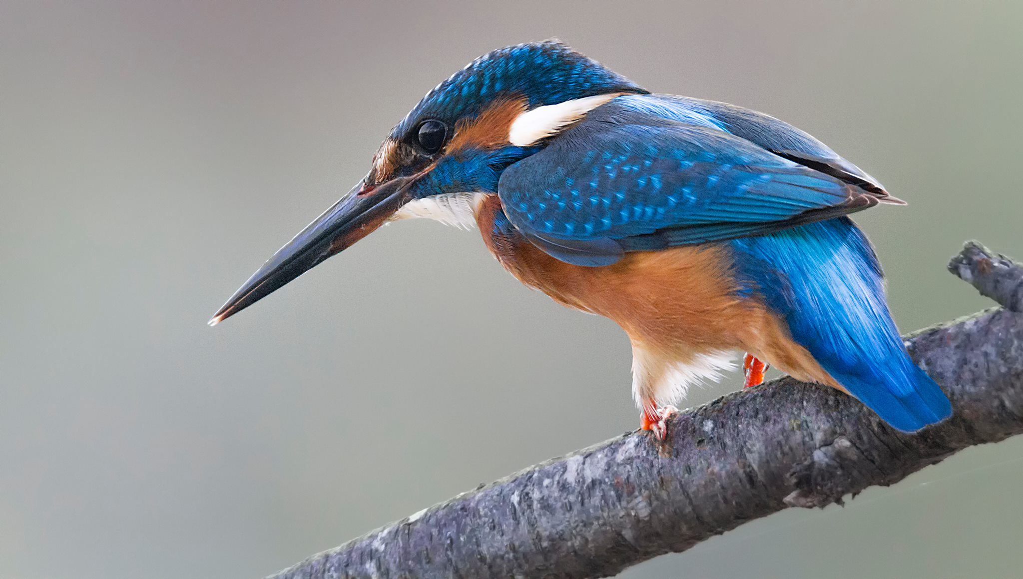 The plastic jack of the fisherman martin