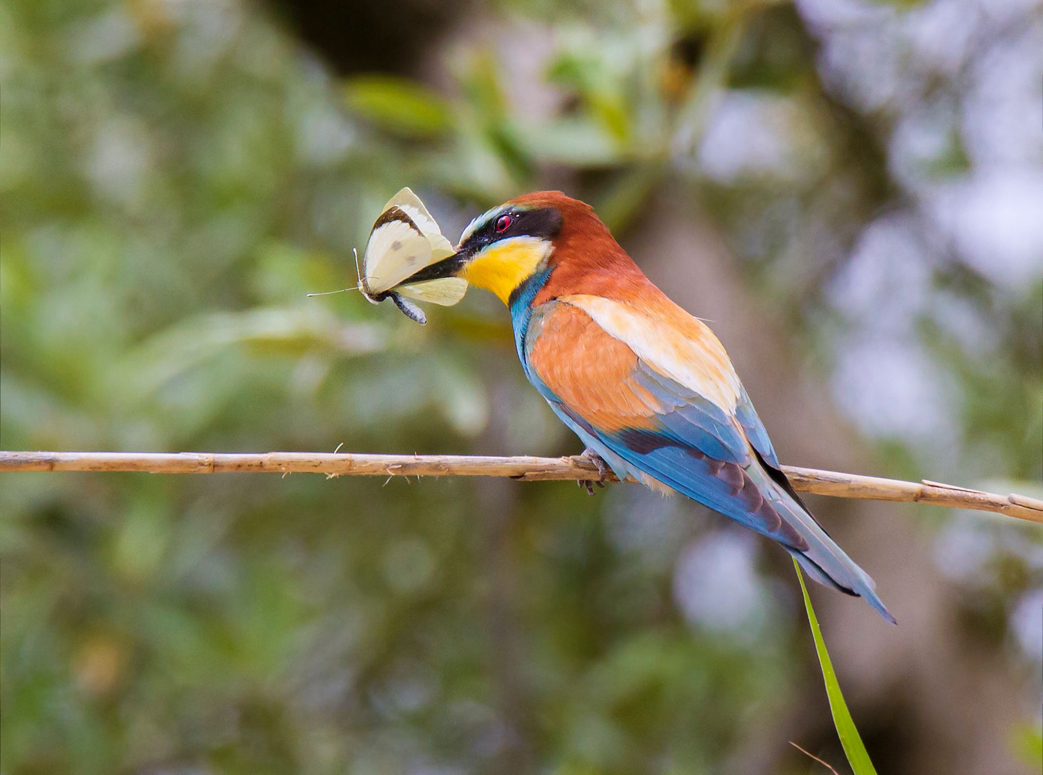 Butterfly and butterfly